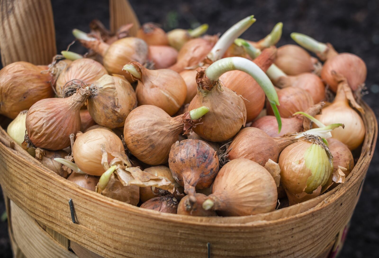 Canon EF-S 24mm F2.8 STM sample photo. Onions, basket, scallions photography