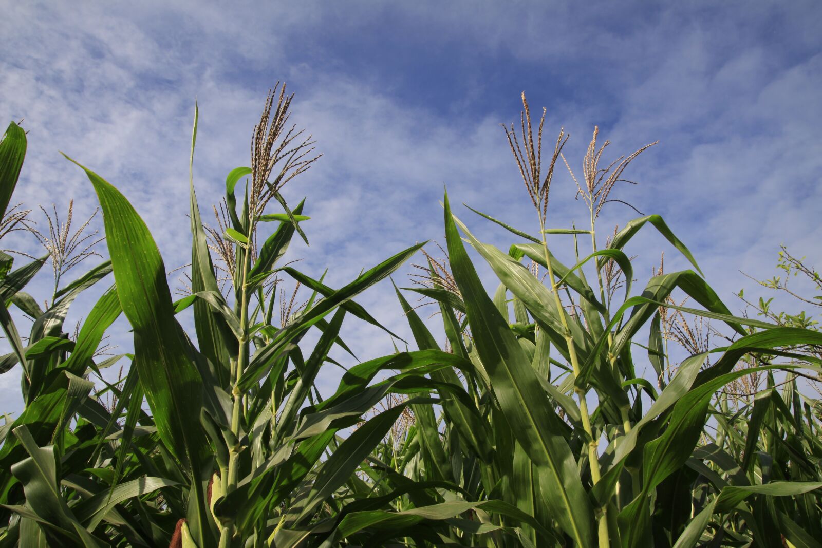 Canon EOS 50D sample photo. Corn, farm, agriculture photography