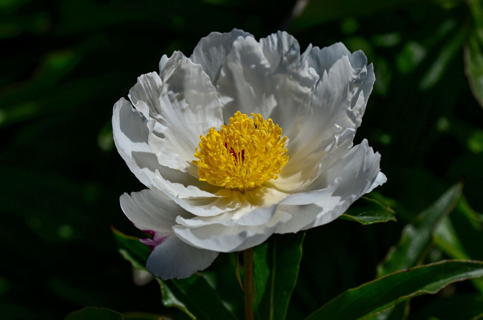 Nikon D7000 sample photo. Peony, white, flower photography