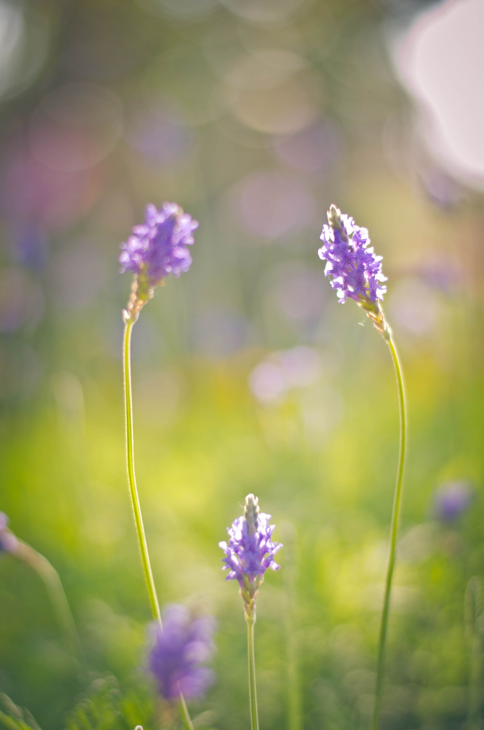 Nikon D7000 sample photo. Color, bright, nature photography