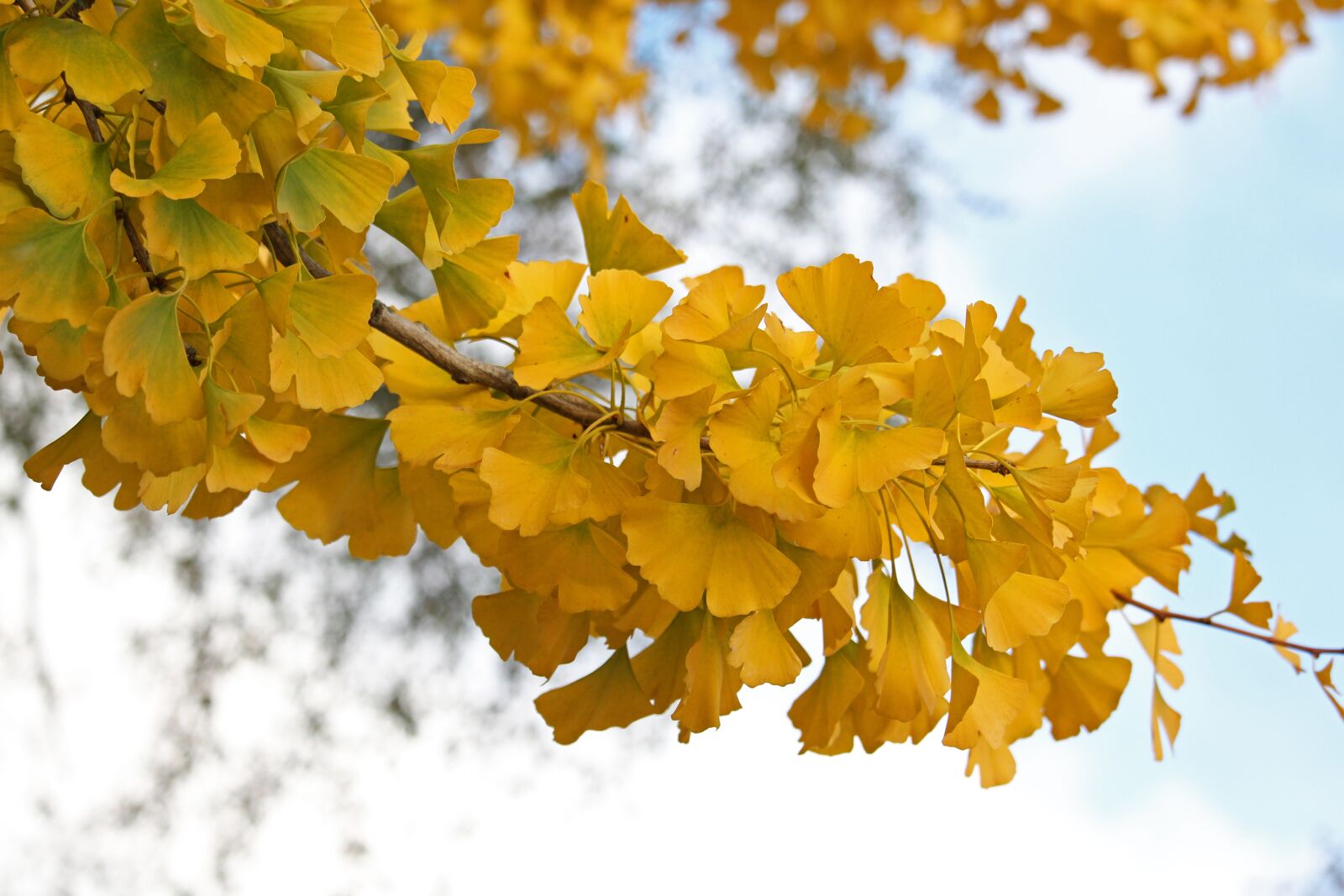Canon EF-S 55-250mm F4-5.6 IS STM sample photo. Autumn, ginkgo, yellow photography