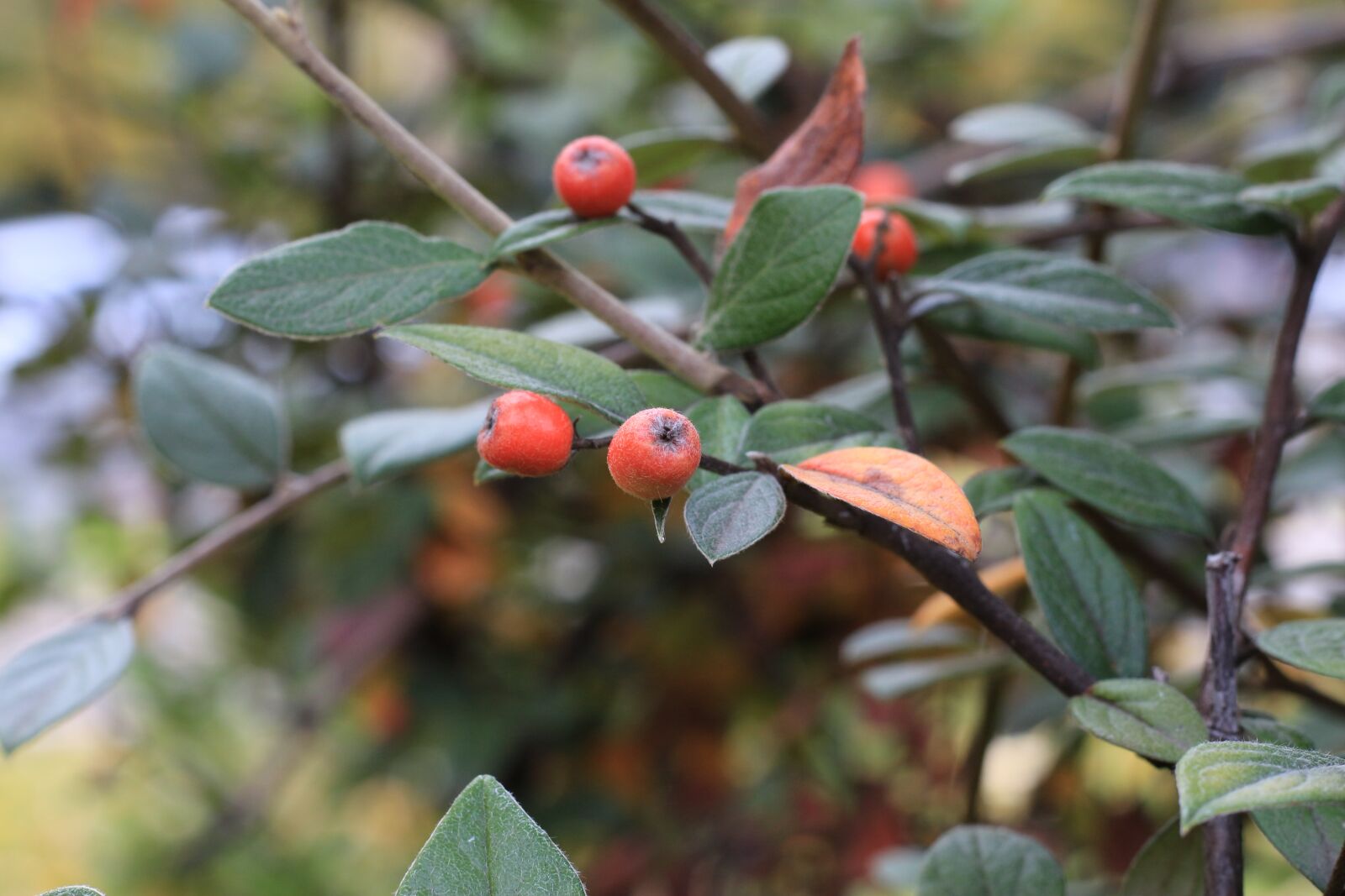 Canon EOS 700D (EOS Rebel T5i / EOS Kiss X7i) + Canon EF 50mm F1.8 STM sample photo. Nature, tree, leaf photography