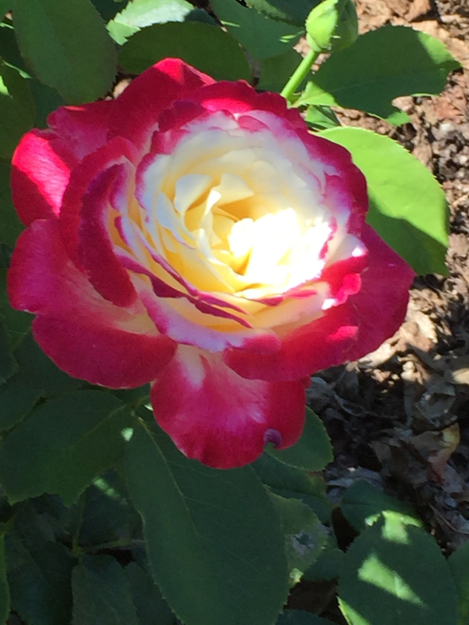 iPhone 6 back camera 4.15mm f/2.2 sample photo. Rose, flower, romantic photography