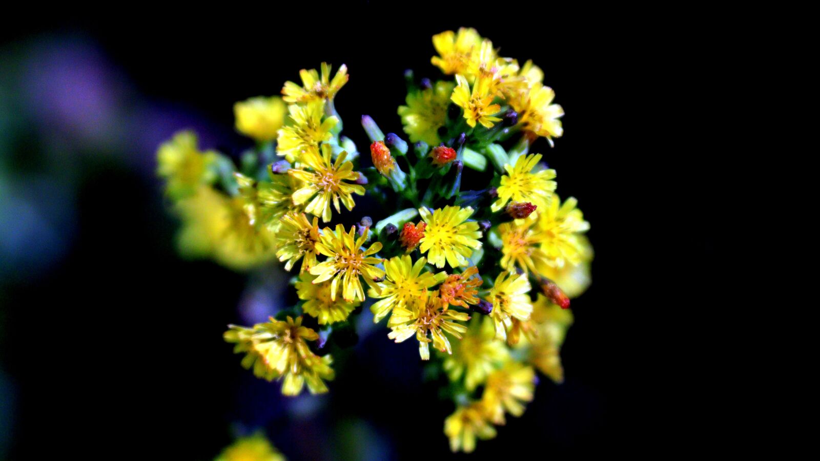 Canon EF 28-135mm F3.5-5.6 IS USM sample photo. Nature, flowers, spring photography
