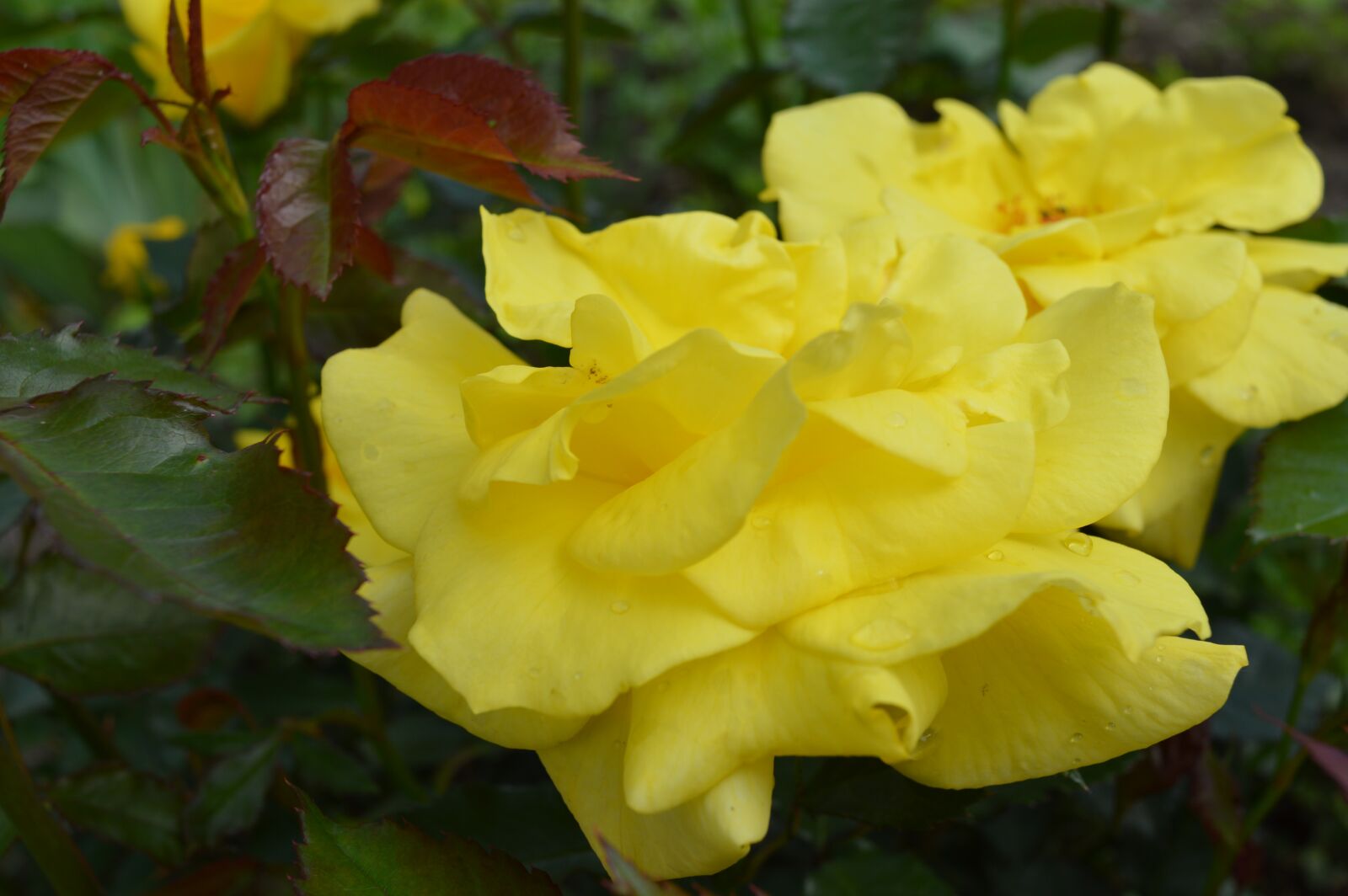Nikon D3200 sample photo. Rose, flower, bouquet photography