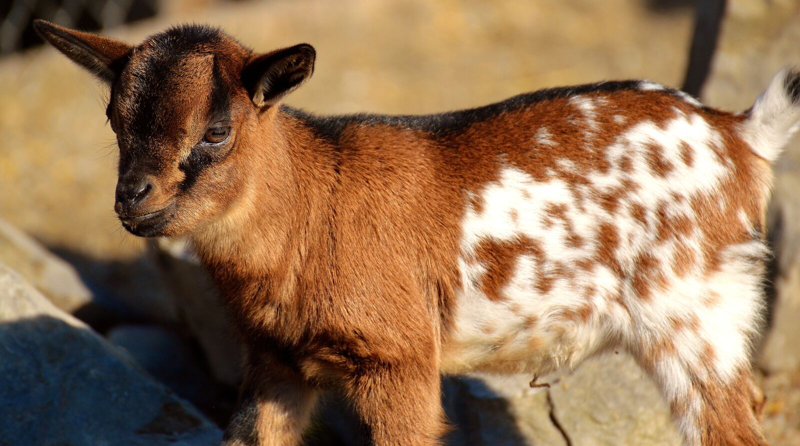 Nikon D3200 sample photo. Goat, wildpark poing, young photography