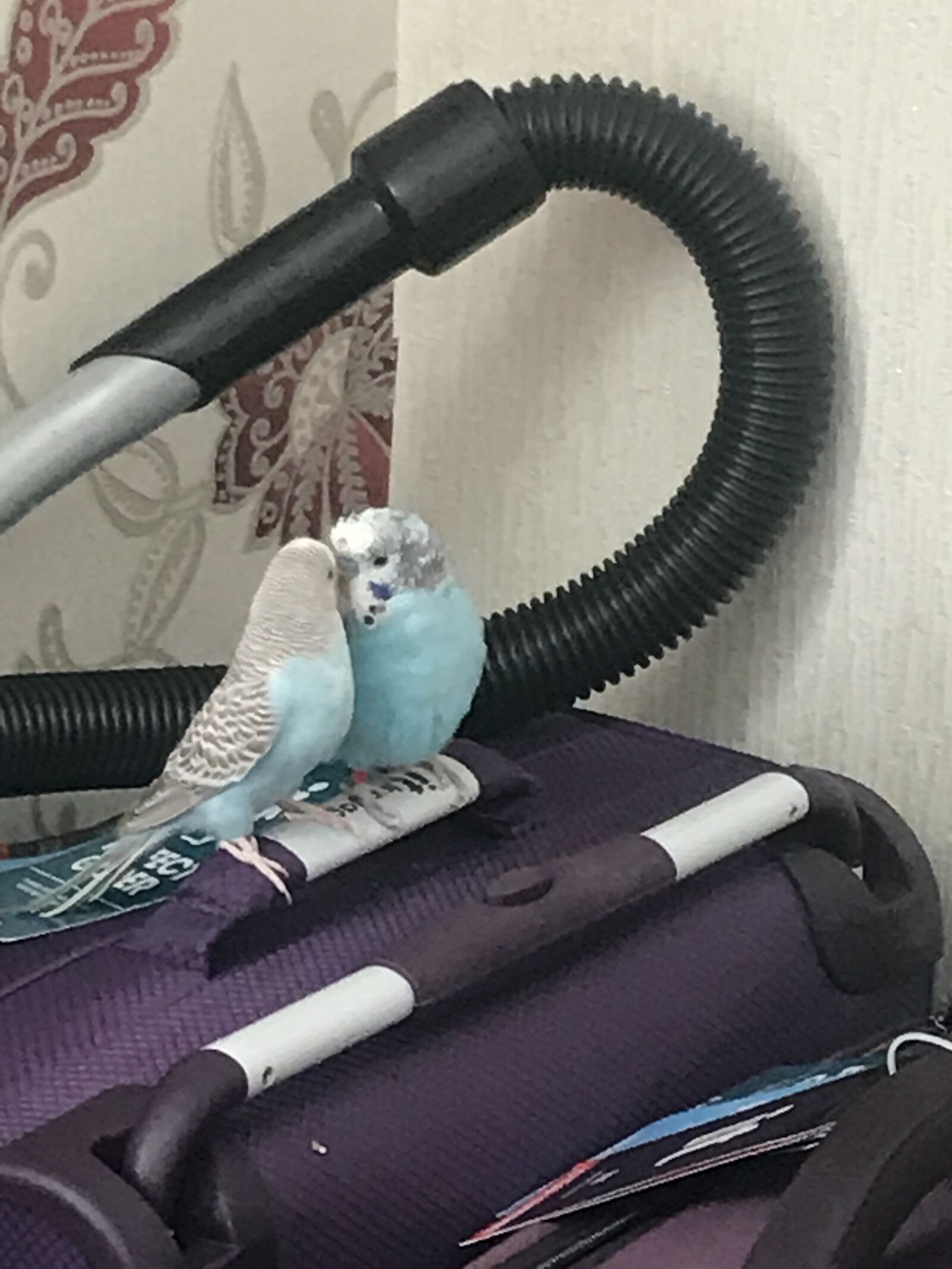 iPhone 7 back camera 3.99mm f/1.8 sample photo. Bird, budgie, blue photography
