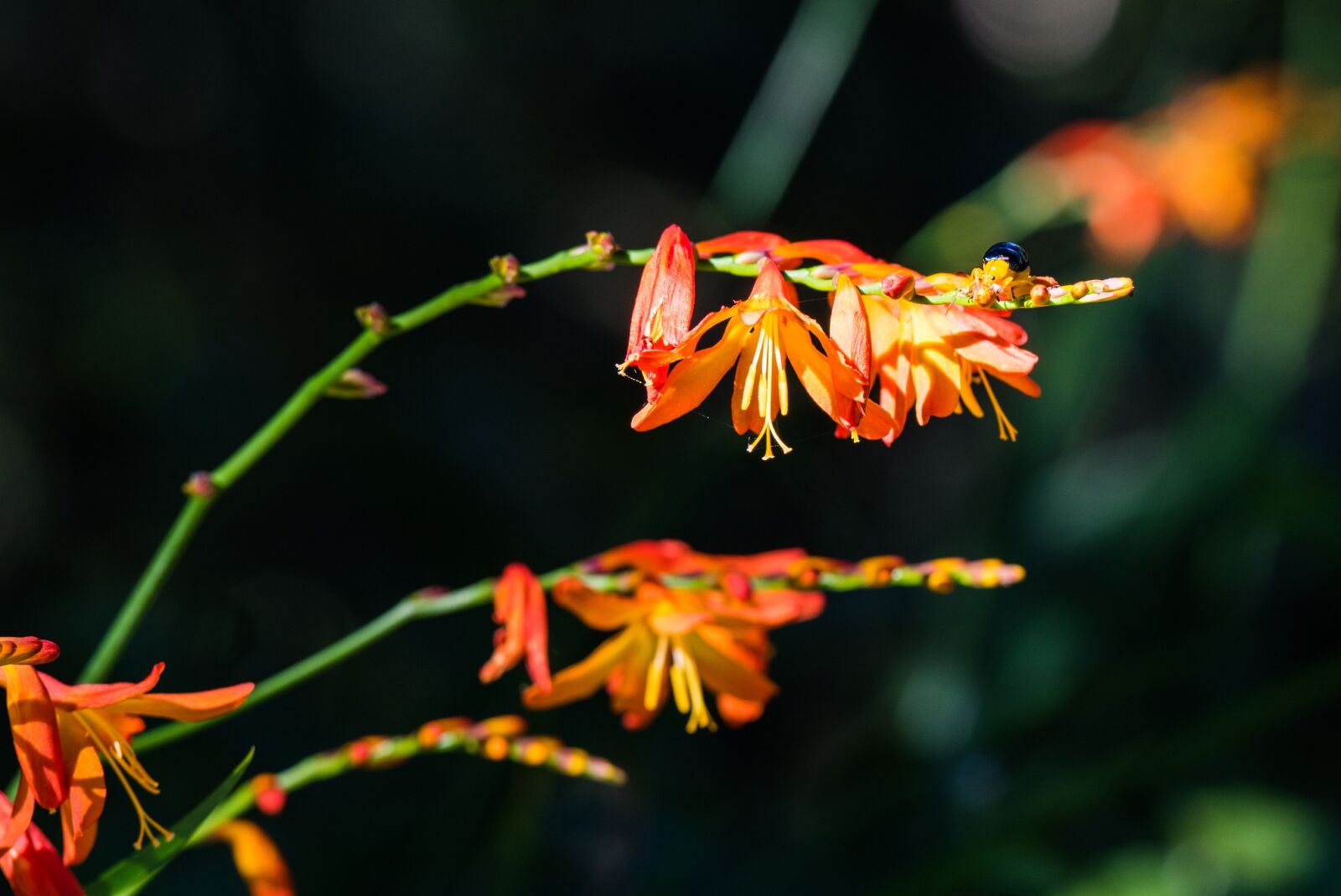 Nikon D810 sample photo. Flower, ch ng, red photography