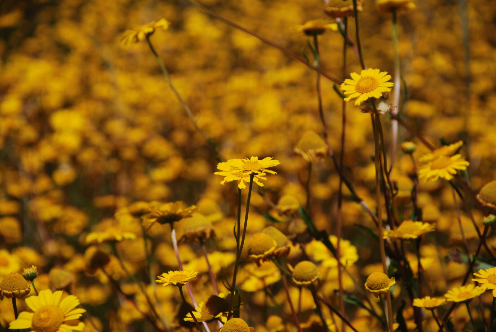 Nikon D80 sample photo. Flowers, spring, yellow photography