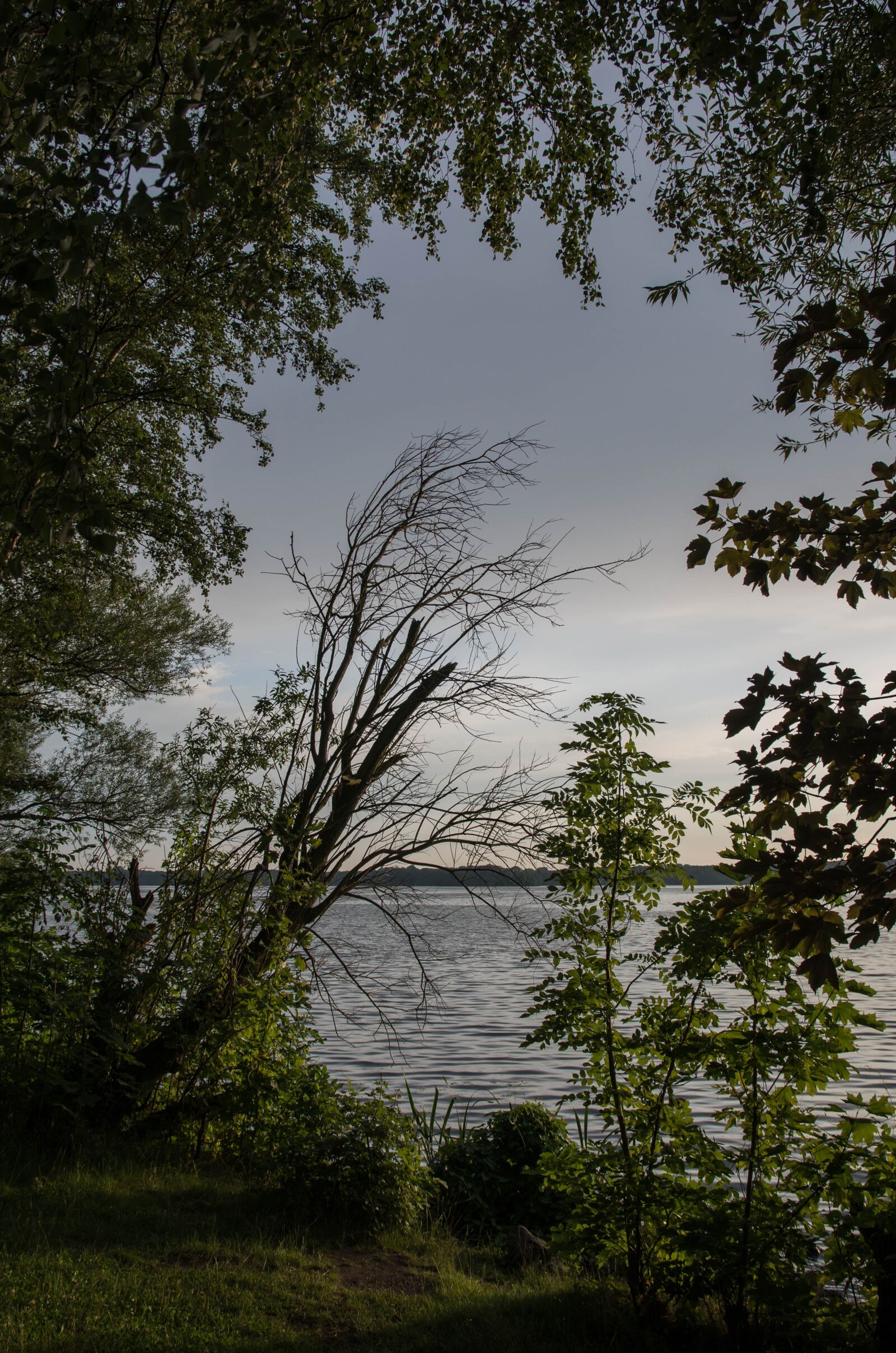 Pentax K-50 sample photo. Tree, nature, wood photography