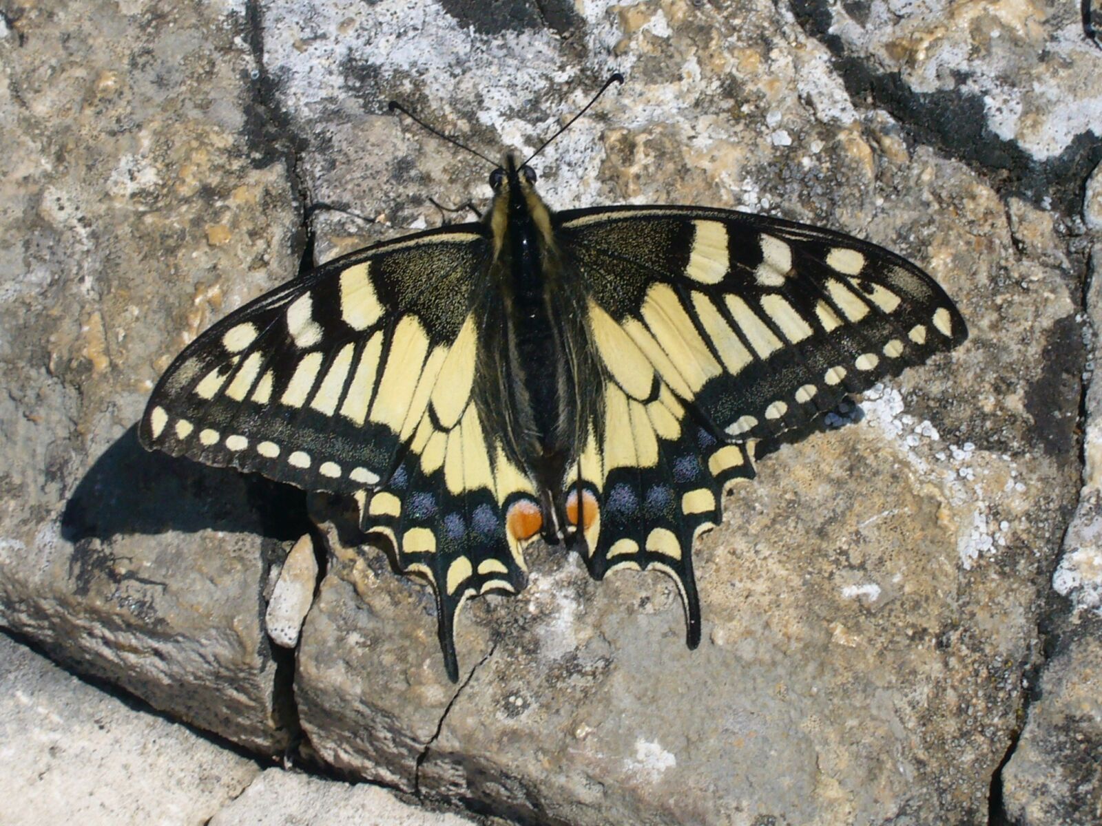 Panasonic DMC-FX01 sample photo. Butterfly, dovetail photography