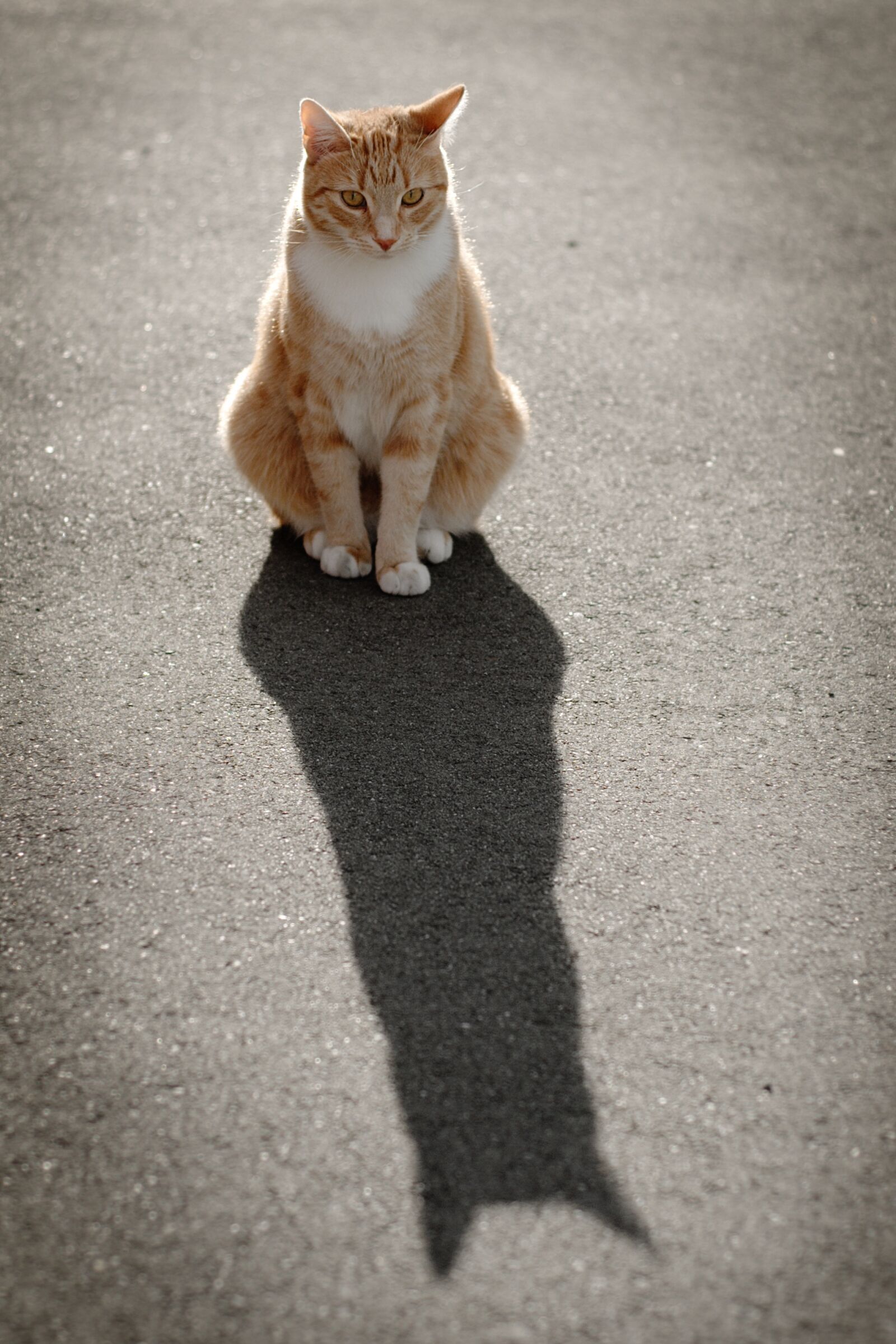 Nikon D80 sample photo. Cat, portrait, sun photography