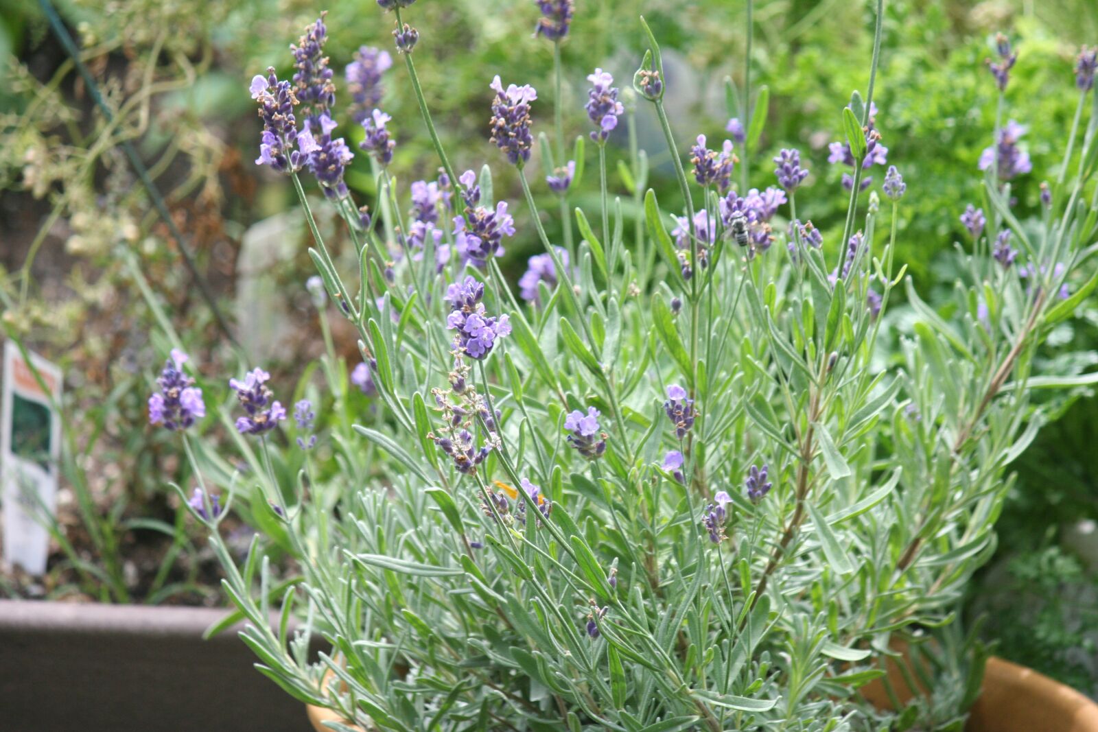 Canon EOS 350D (EOS Digital Rebel XT / EOS Kiss Digital N) sample photo. Lavender, herbs, garden photography