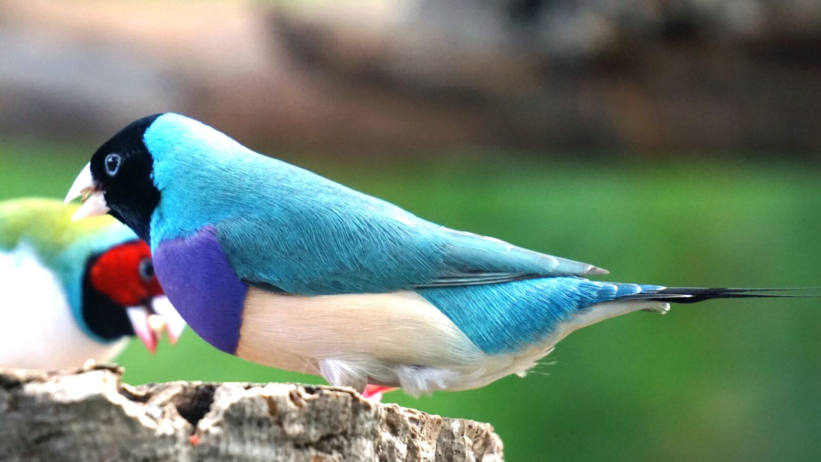 Sony E 55-210mm F4.5-6.3 OSS sample photo. Erytrura, gouldiae, gouldian photography