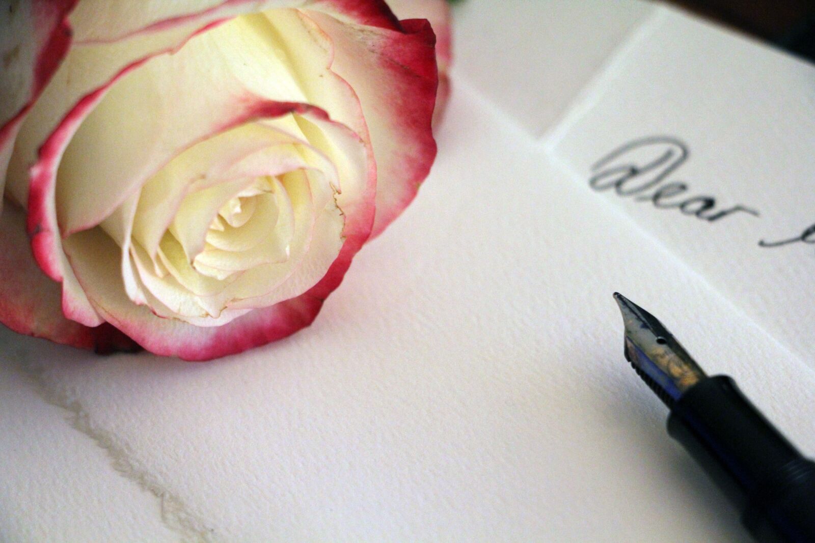 Canon EOS 550D (EOS Rebel T2i / EOS Kiss X4) sample photo. Pale rose, pink rose photography
