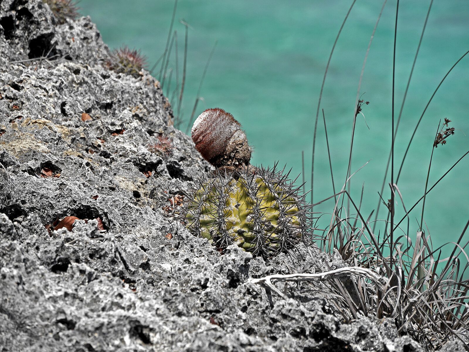 Panasonic Lumix DMC-G7 sample photo. Cactus, rock, caribbean photography