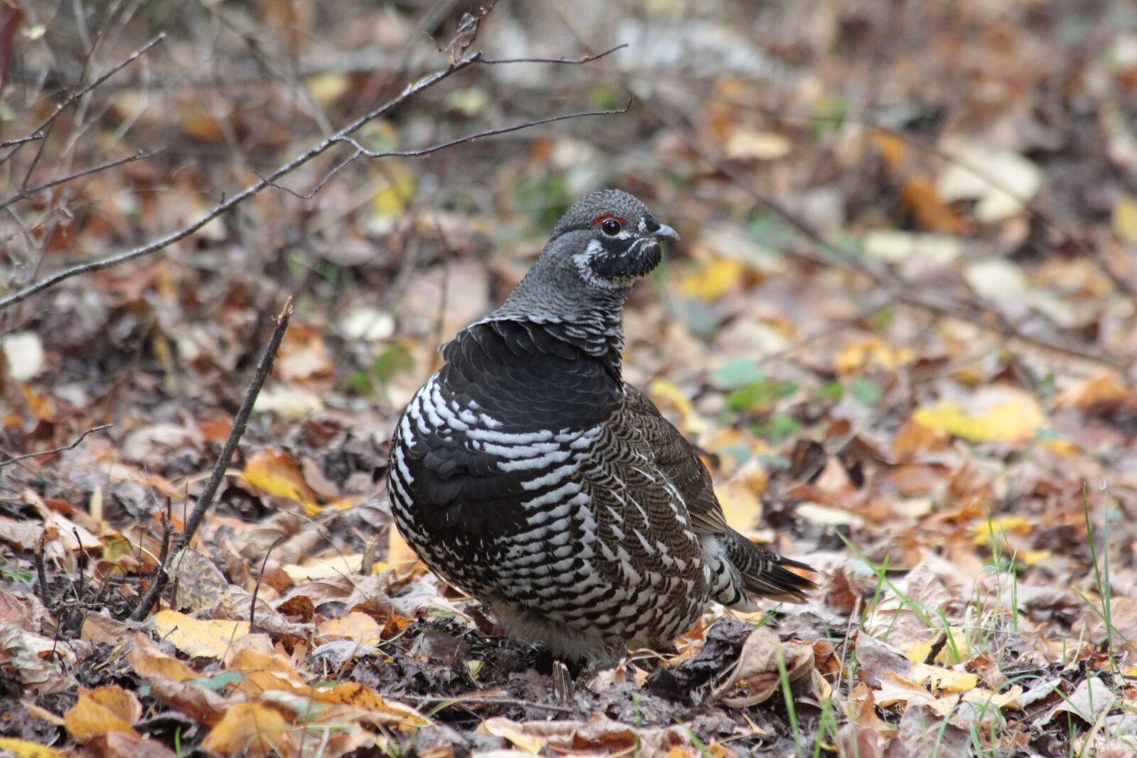 Canon EF 70-300mm F4-5.6 IS USM sample photo. Nature, bird, wildlife photography