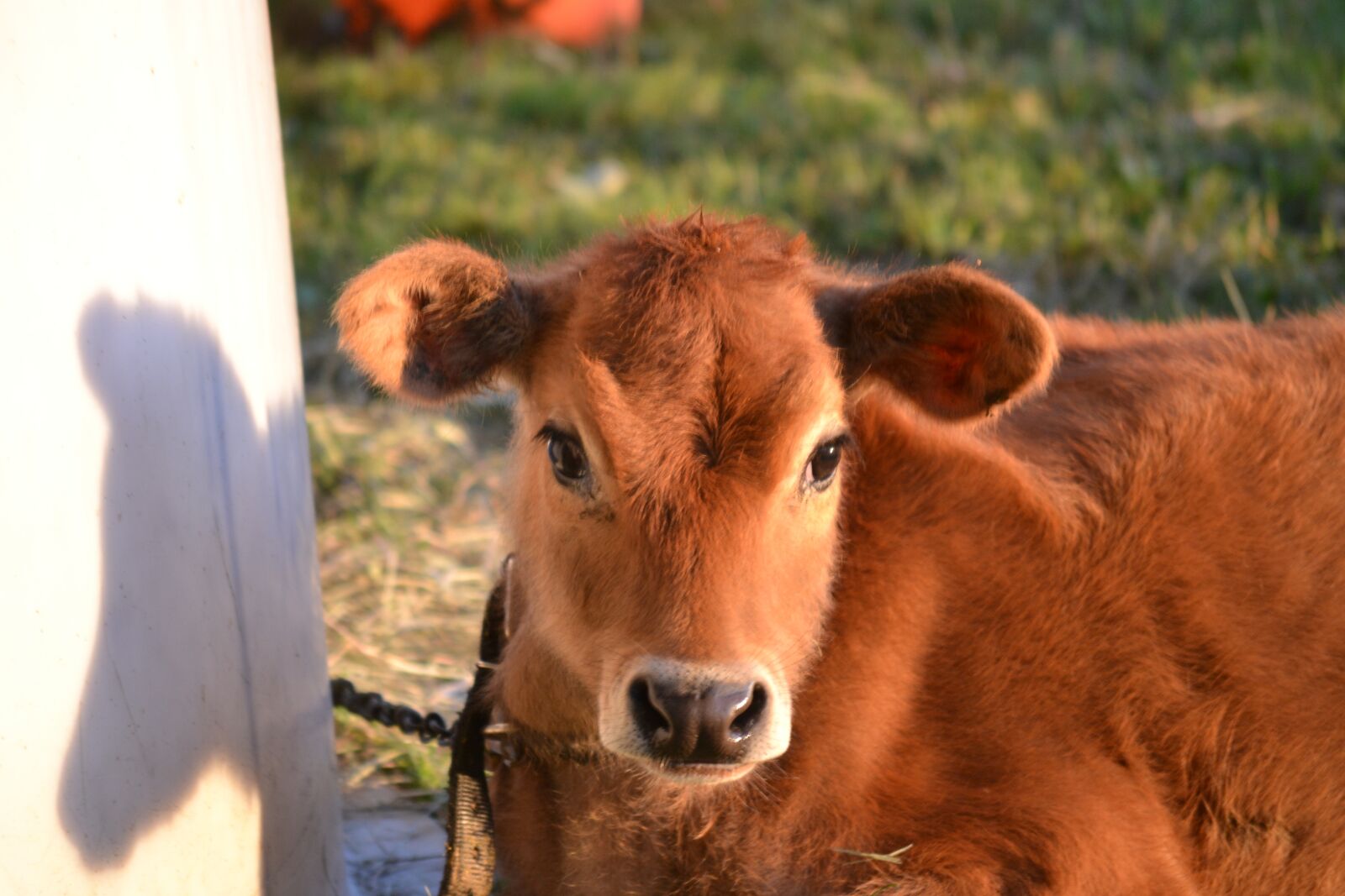 Nikon D3100 sample photo. Cow, calf, brown cow photography