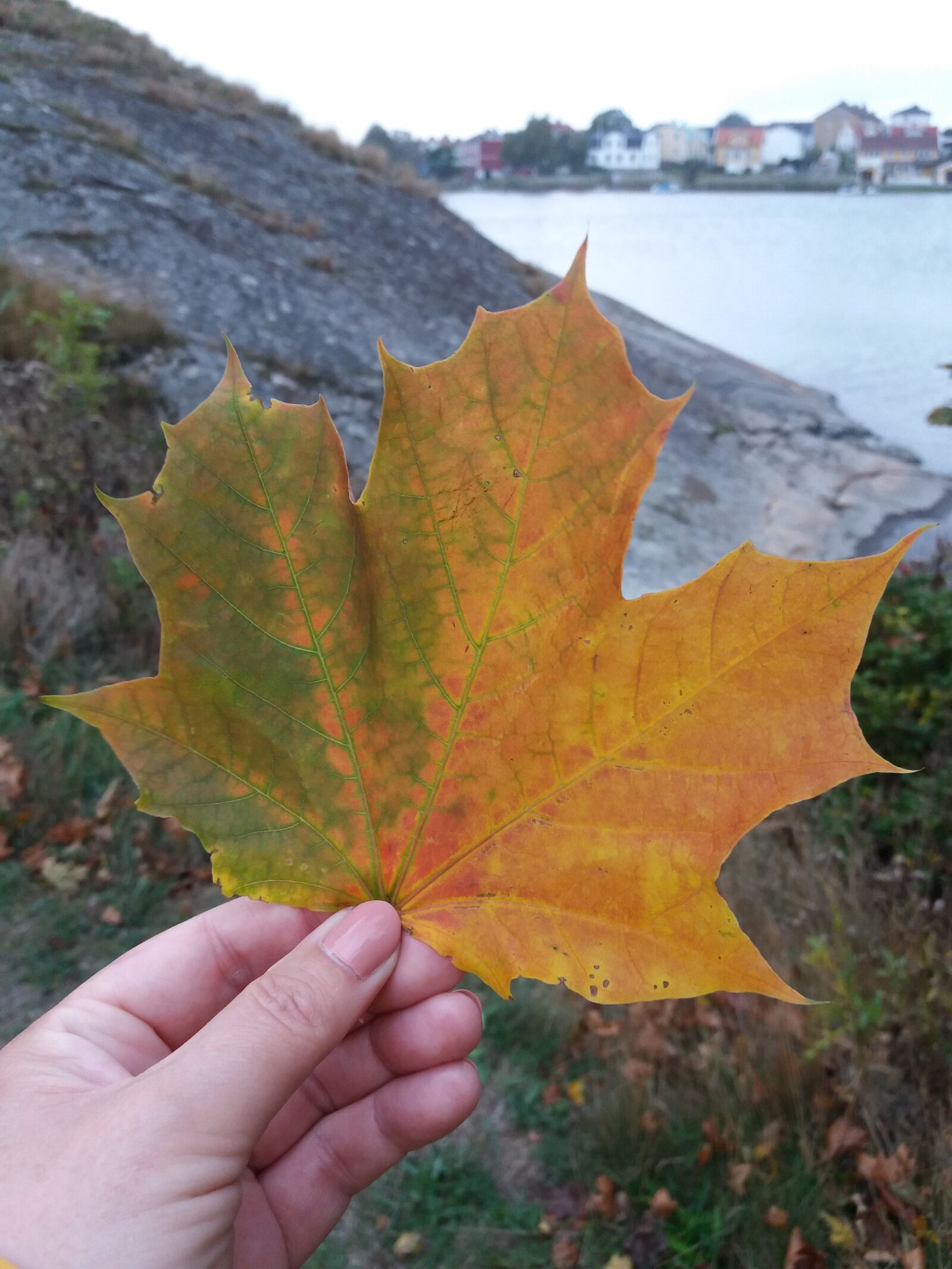 Samsung SM-J500FN sample photo. Autumn, leaf, autumn leaf photography