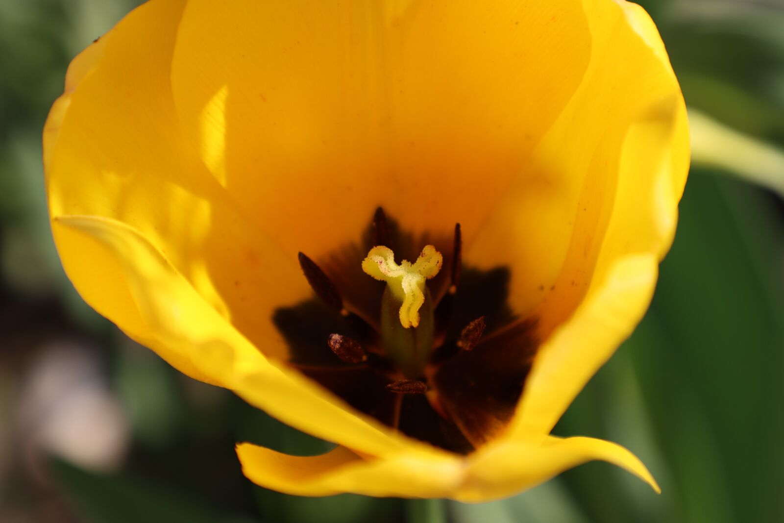 Canon EOS 90D sample photo. Tulip, spring, garden photography