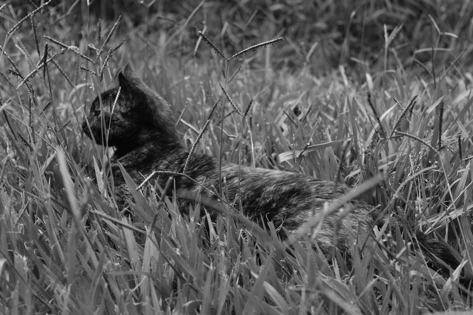 Nikon D5500 sample photo. Cat, black, white photography