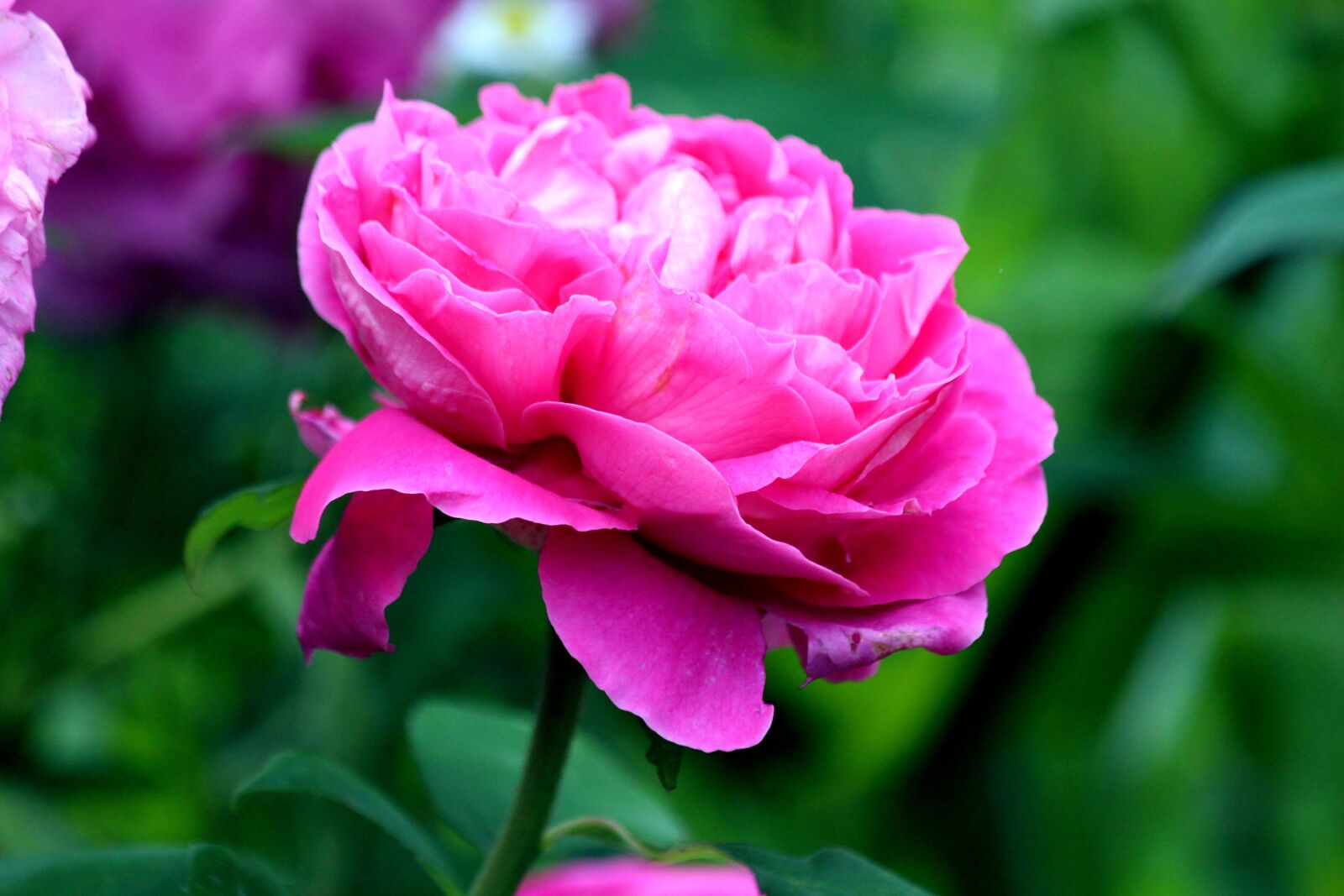 Canon EOS 650D (EOS Rebel T4i / EOS Kiss X6i) sample photo. Peony, flower, bloom photography