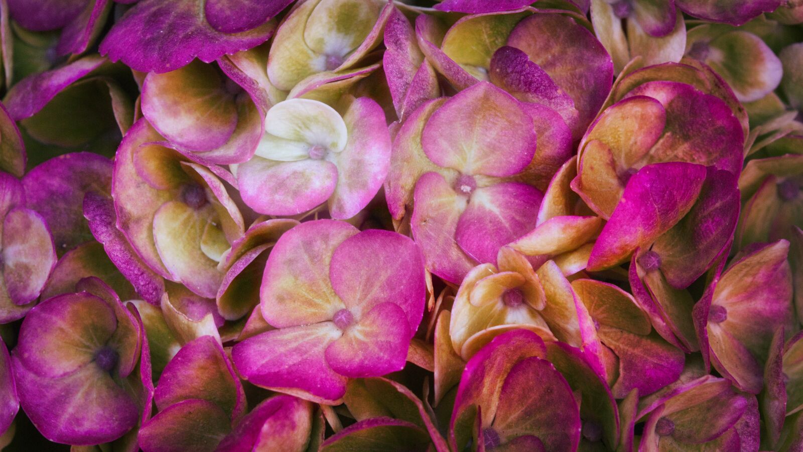 Canon EOS 200D (EOS Rebel SL2 / EOS Kiss X9) sample photo. Hydrangeas, background, flowers photography