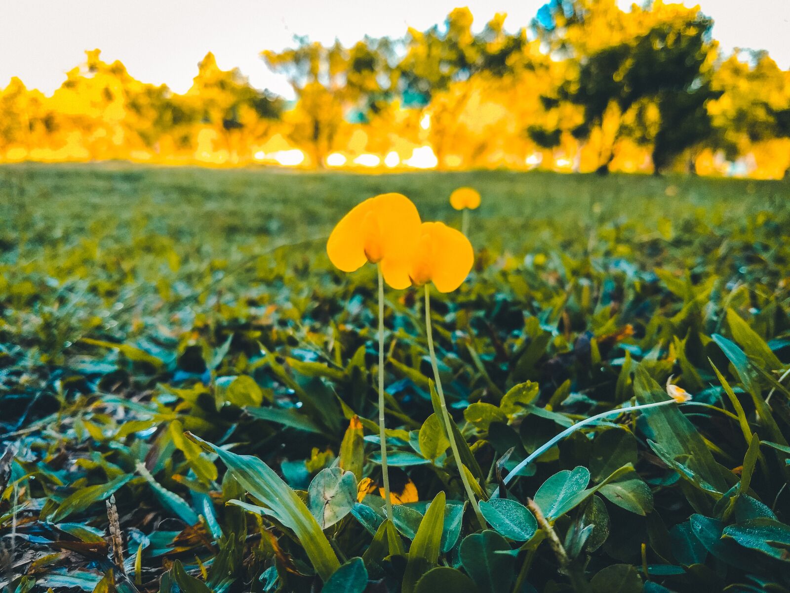 Motorola Moto G (5) Plus sample photo. Creeping peanut, yellow, grass photography