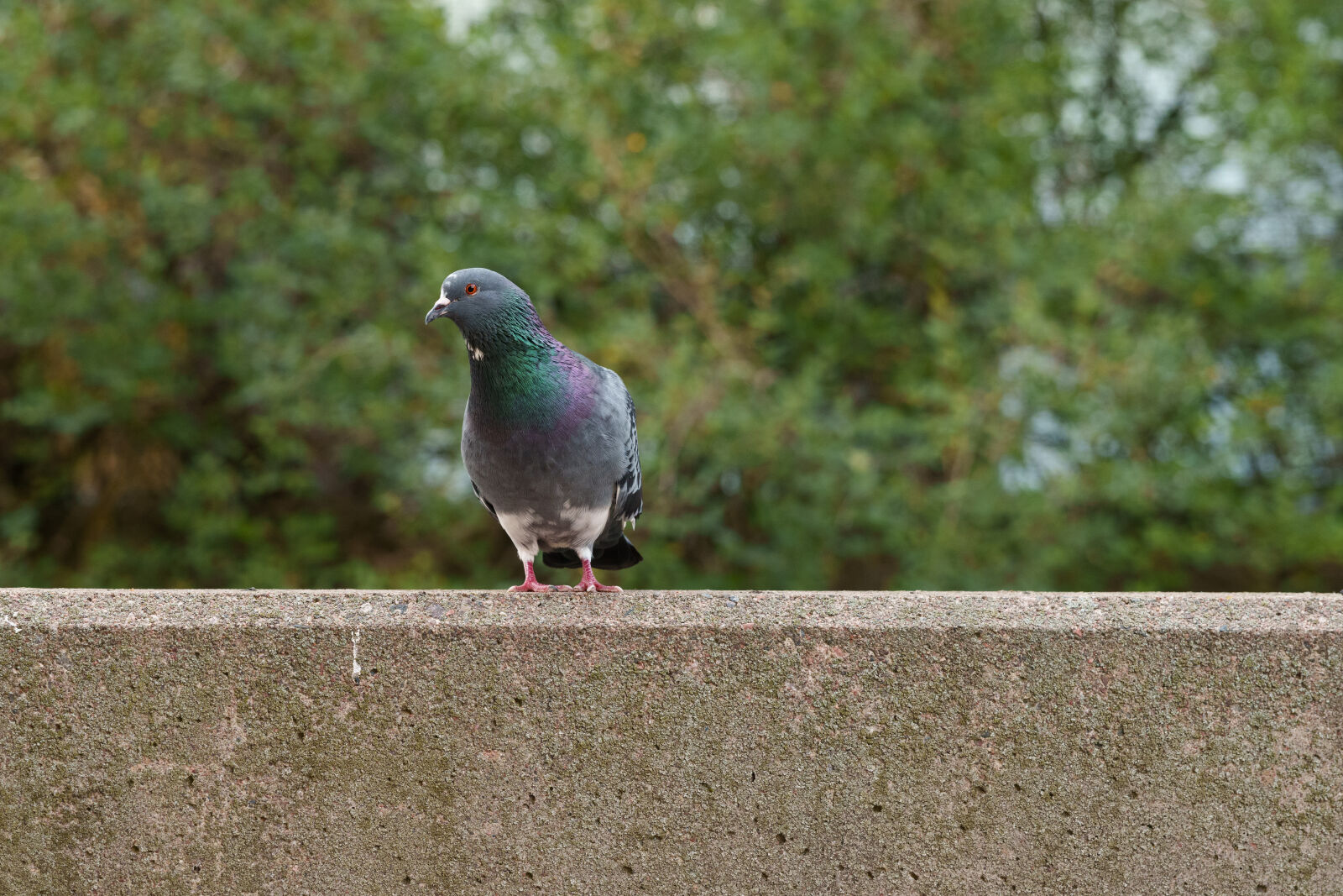 Sigma 28-105mm F2.8 DG DN | Art sample photo. Curious pigeon photography