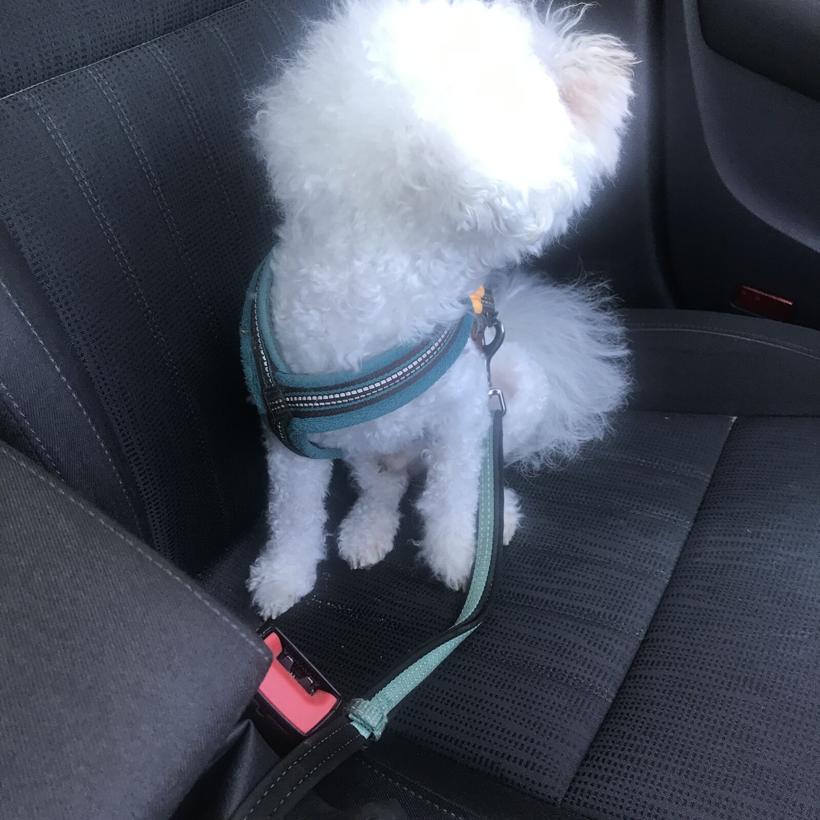 iPhone 7 back camera 3.99mm f/1.8 sample photo. Small, dog, doggie photography
