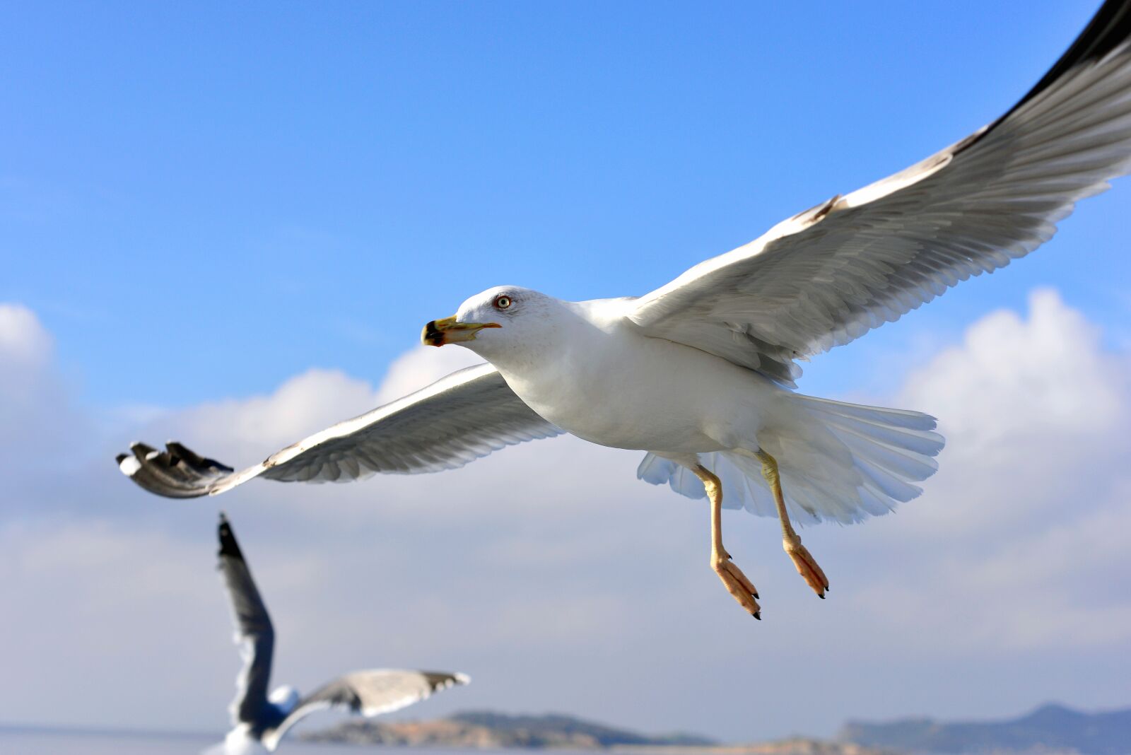 Nikon D610 sample photo. Seagull, birds, flight photography