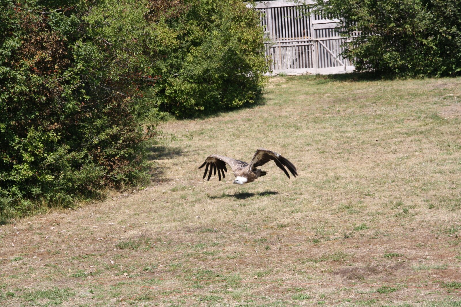 Canon EOS 1000D (EOS Digital Rebel XS / EOS Kiss F) sample photo. Raptors, falcon, bird photography