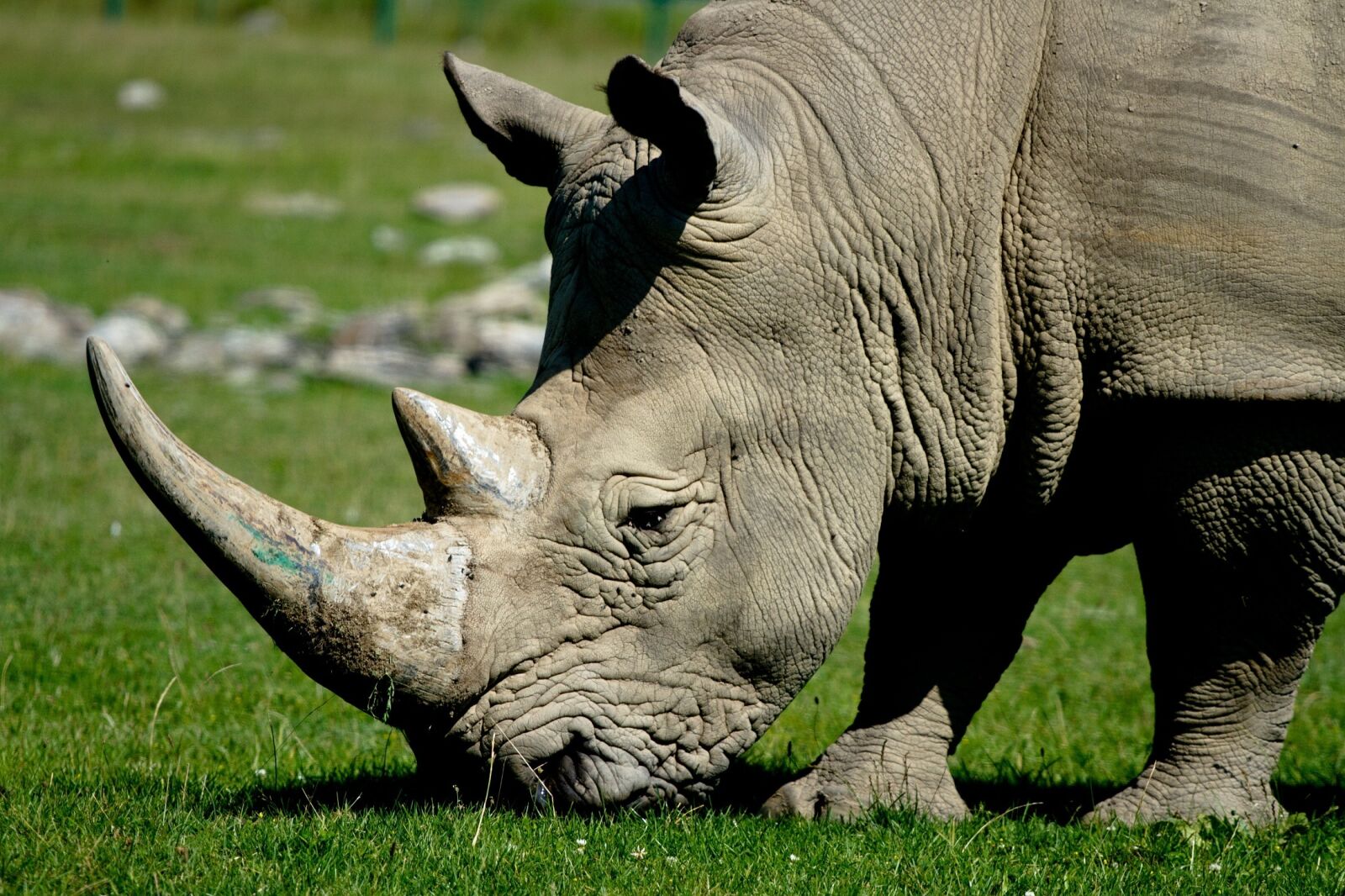 Canon EOS 7D + Canon EF 70-200mm F4L USM sample photo. Rhinoceros, head, wildlife photography