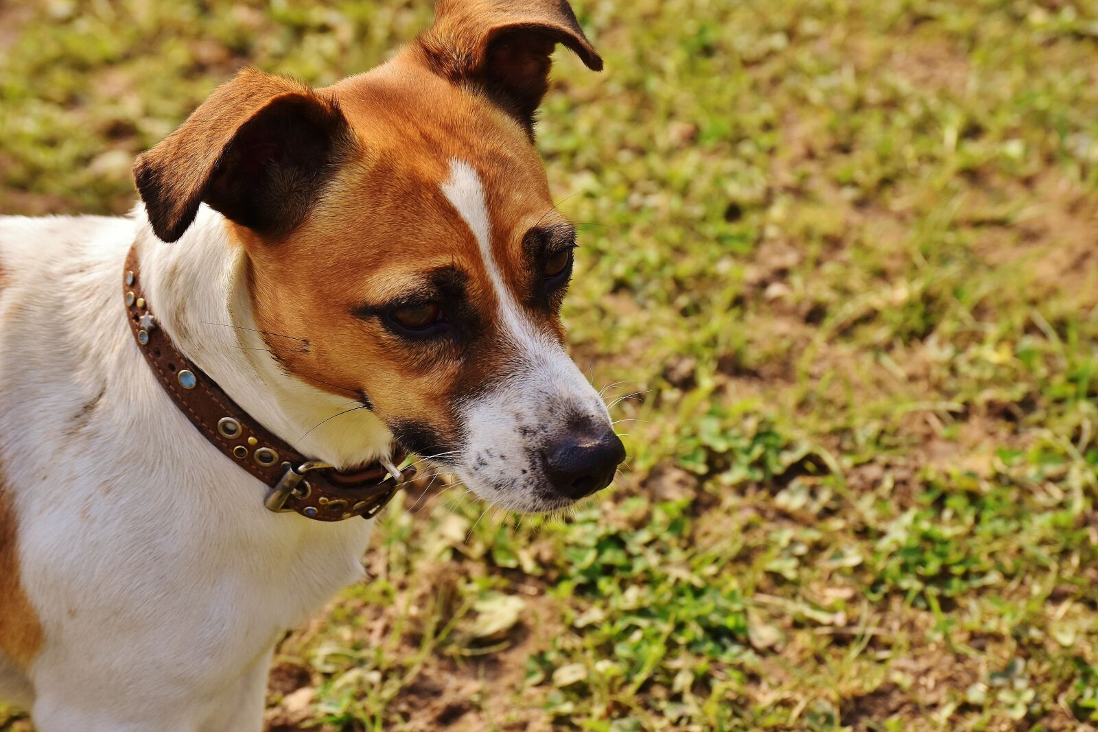Nikon D7200 sample photo. Jack russell, terrier, play photography