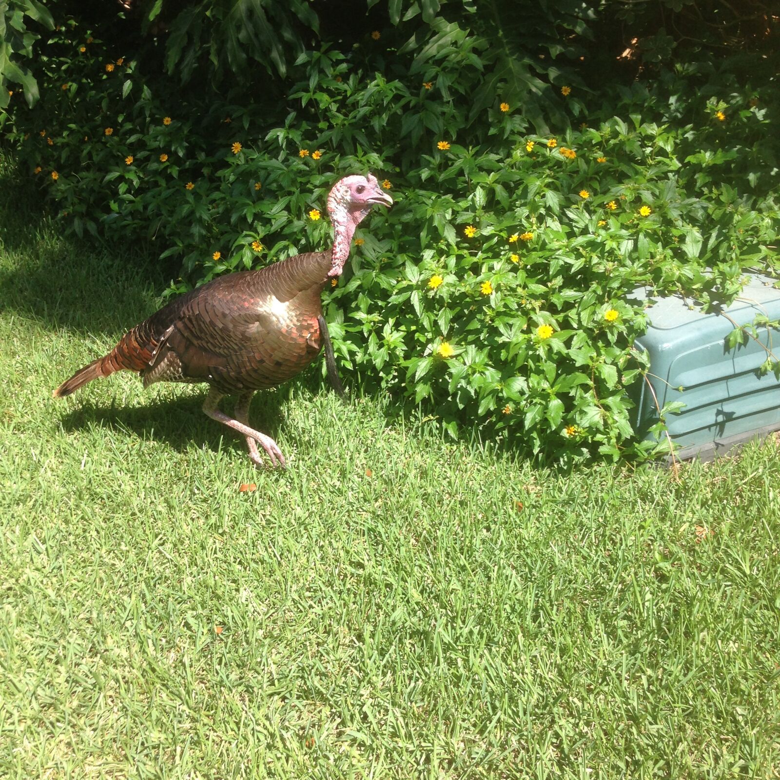 iPhone 5c back camera 4.12mm f/2.4 sample photo. Nature, turkey photography