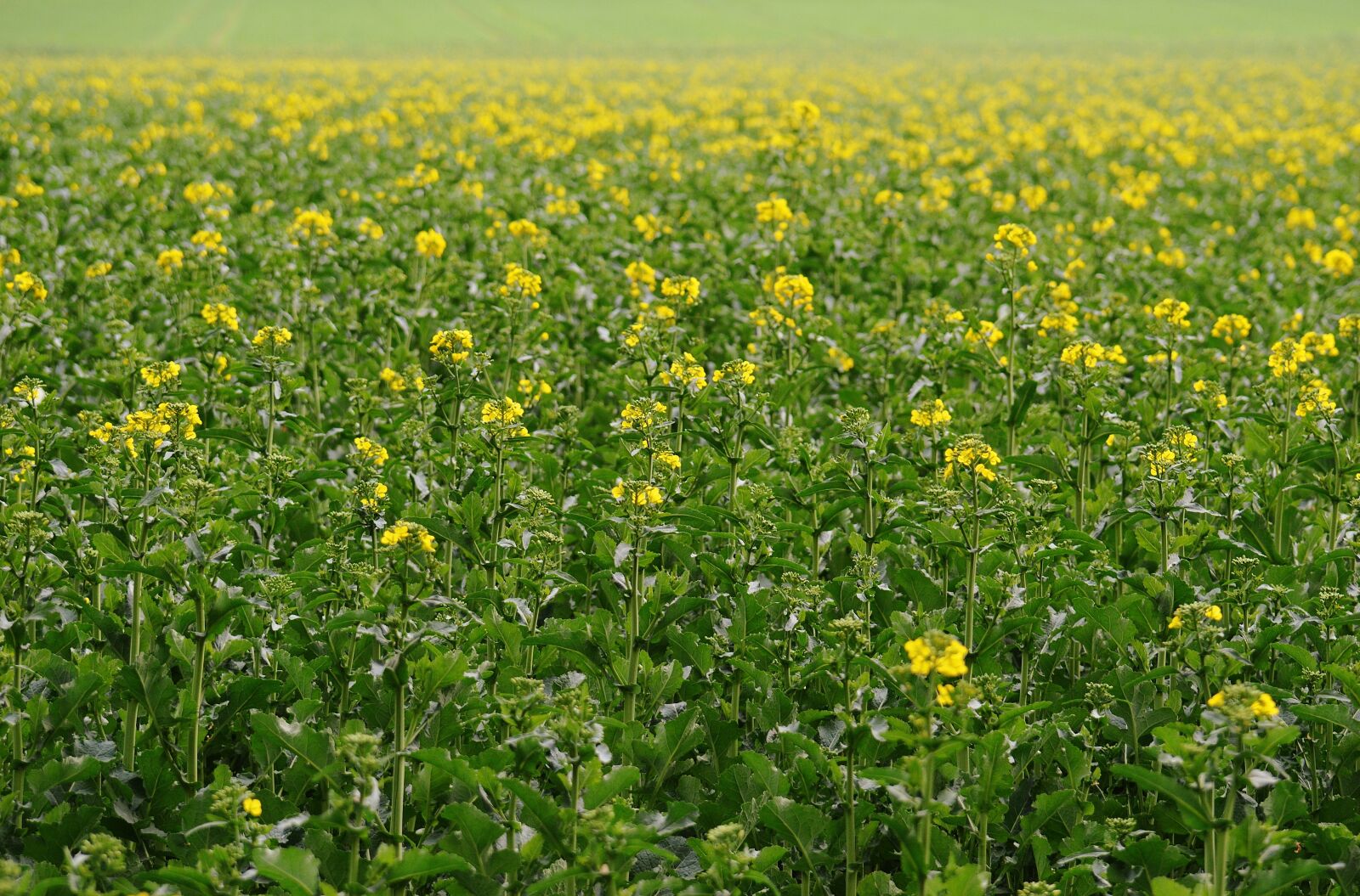 Nikon D3200 sample photo. Oilseed rape, field of photography