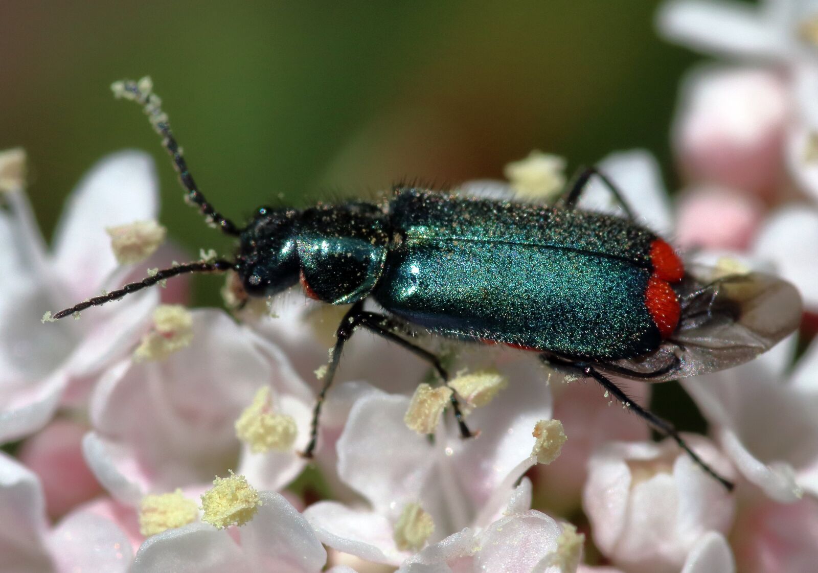 Canon EOS 80D sample photo. Malachite beetle, blue, insect photography