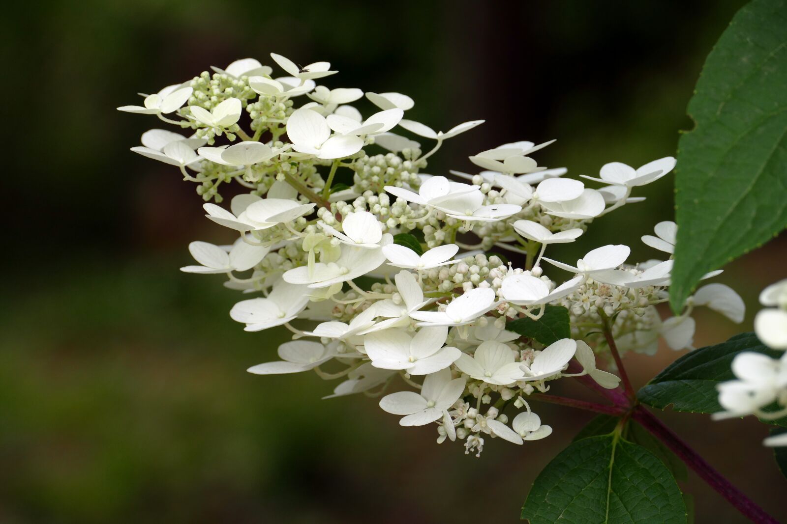 Panasonic Lumix DMC-FZ1000 sample photo. Hydrangea, plant, flora photography
