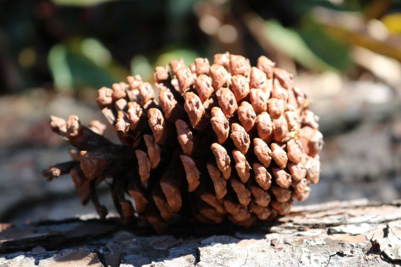 Canon EOS 750D (EOS Rebel T6i / EOS Kiss X8i) sample photo. Pine, nature, forest photography