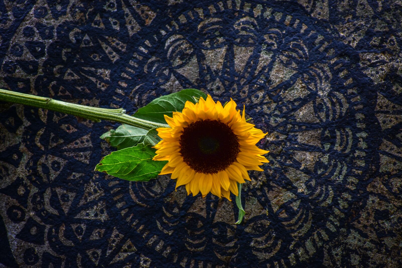 Nikon D3400 sample photo. Sunflower, plain, landscape photography