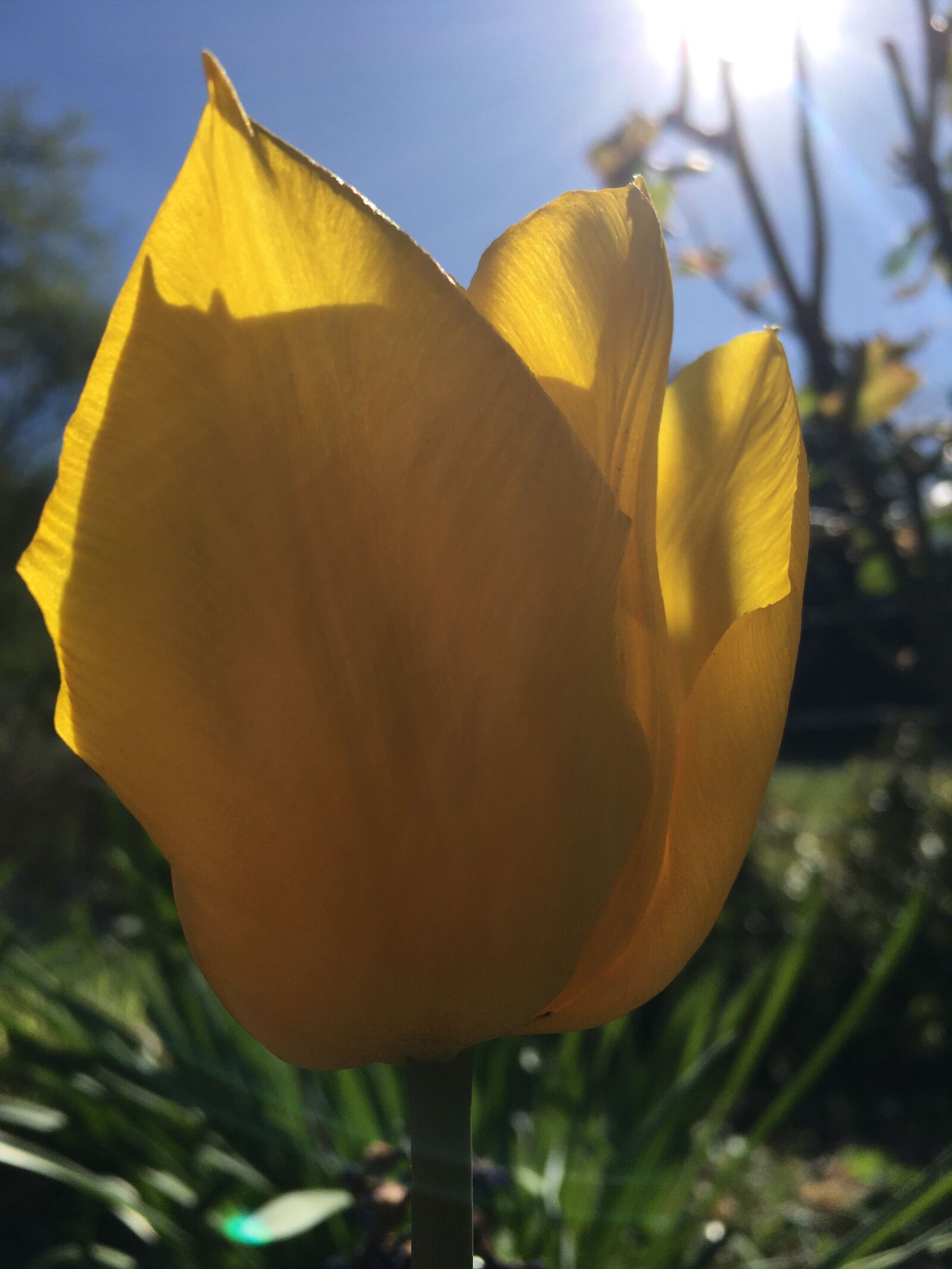 Apple iPhone SE sample photo. Tulip, yellow, tulips photography