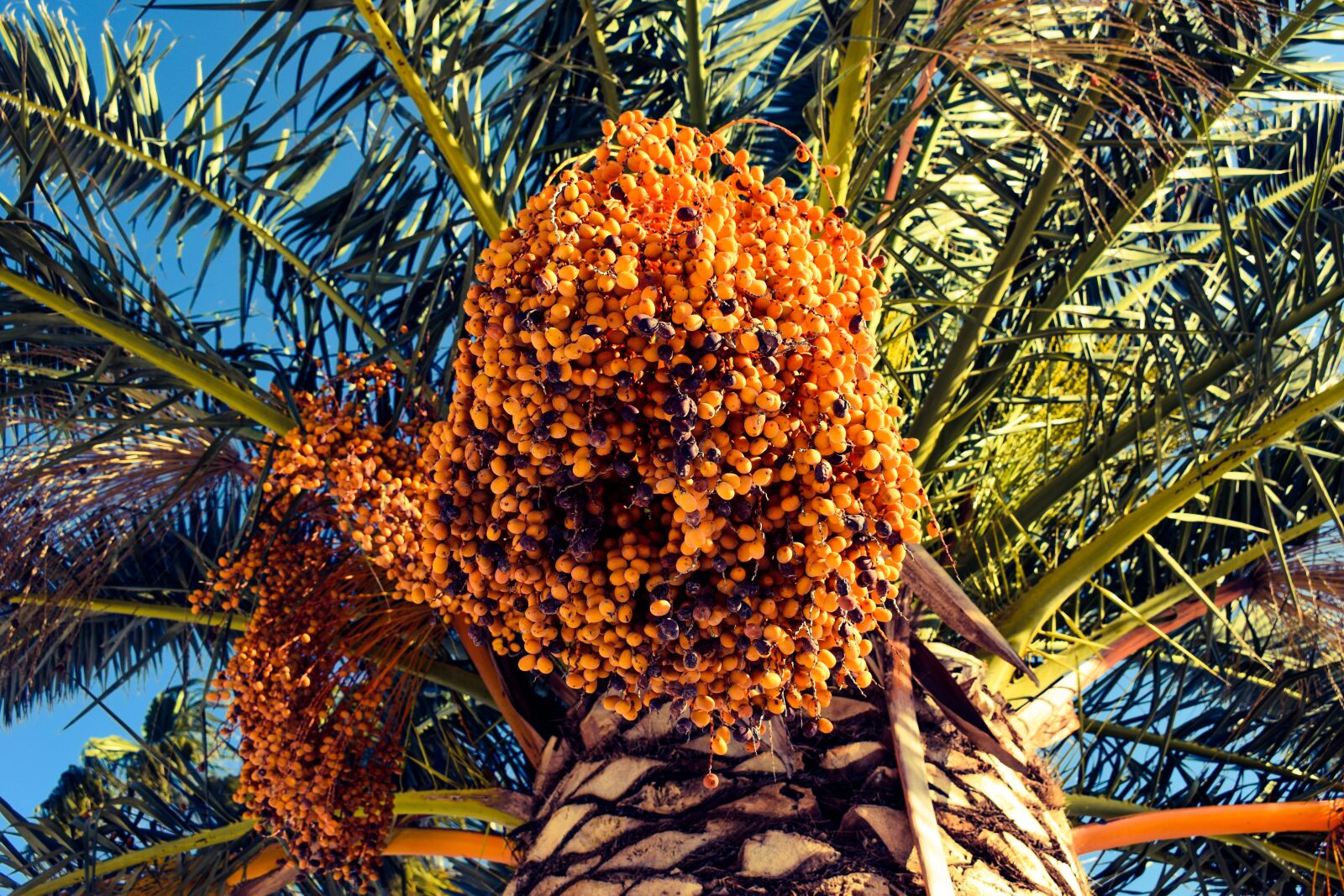 Nikon D3300 sample photo. Date, palm tree, nature photography