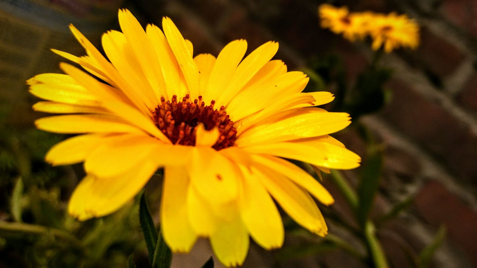 LG K520 sample photo. Marigold photography