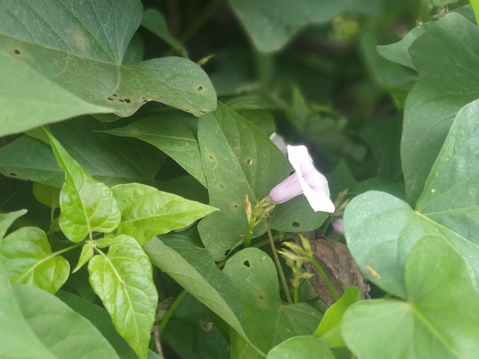 Samsung Galaxy J8 sample photo. Flores, brasil, jardins photography
