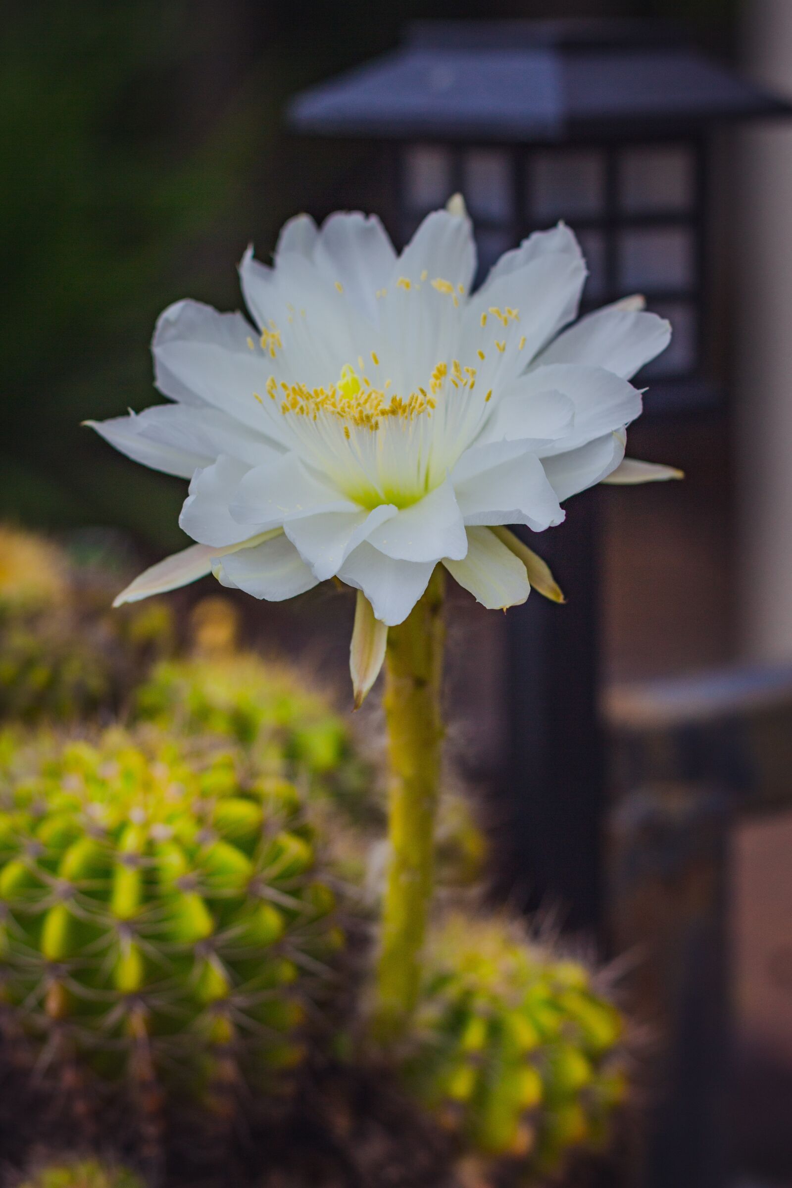 Canon EOS 700D (EOS Rebel T5i / EOS Kiss X7i) + Canon EF 50mm F1.8 STM sample photo. White, leaves, flora photography