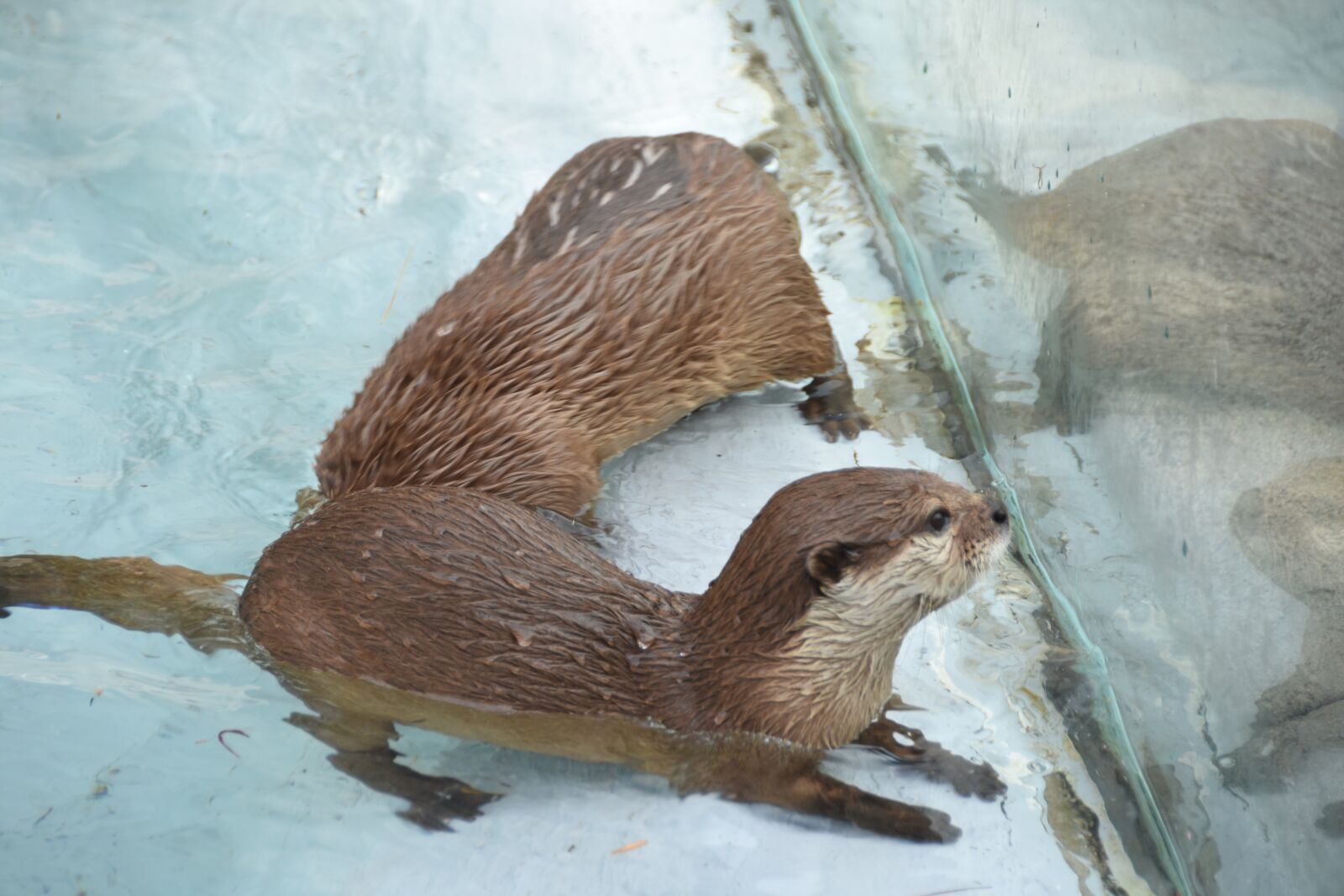 Nikon D7200 sample photo. Zoo, the spectator, otter photography