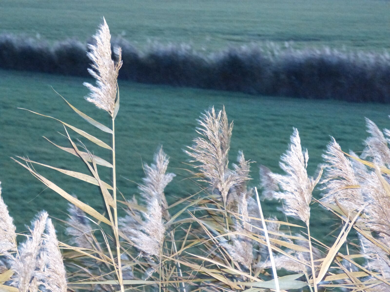 Panasonic DMC-FZ62 sample photo. Night, reed, nature photography