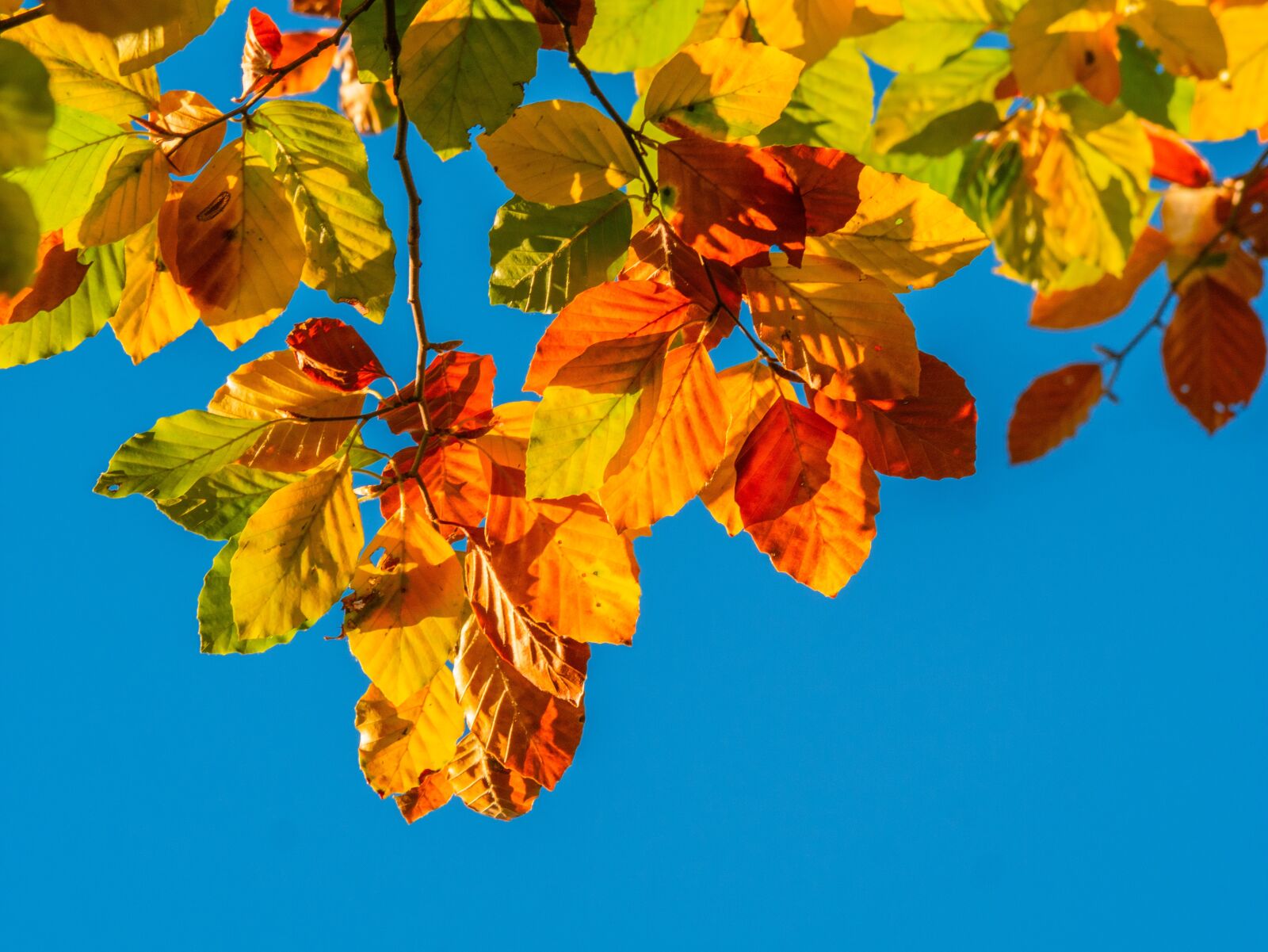 LUMIX G VARIO 100-300/F4.0-5.6II sample photo. Leaves, autumn colours, bright photography