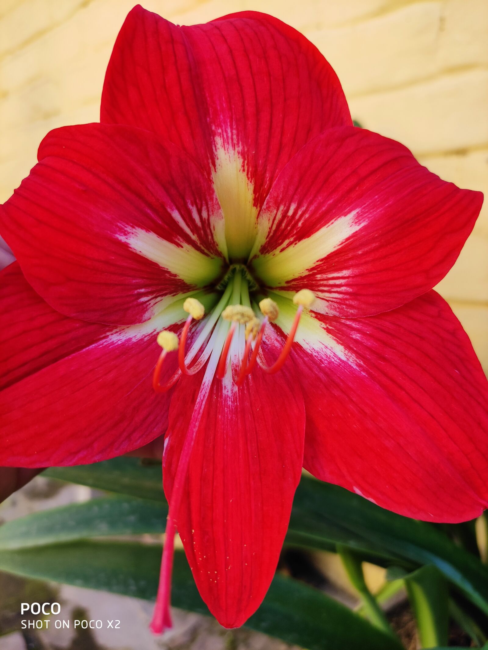 Xiaomi POCO X2 sample photo. Flower, red, hippeastrum photography