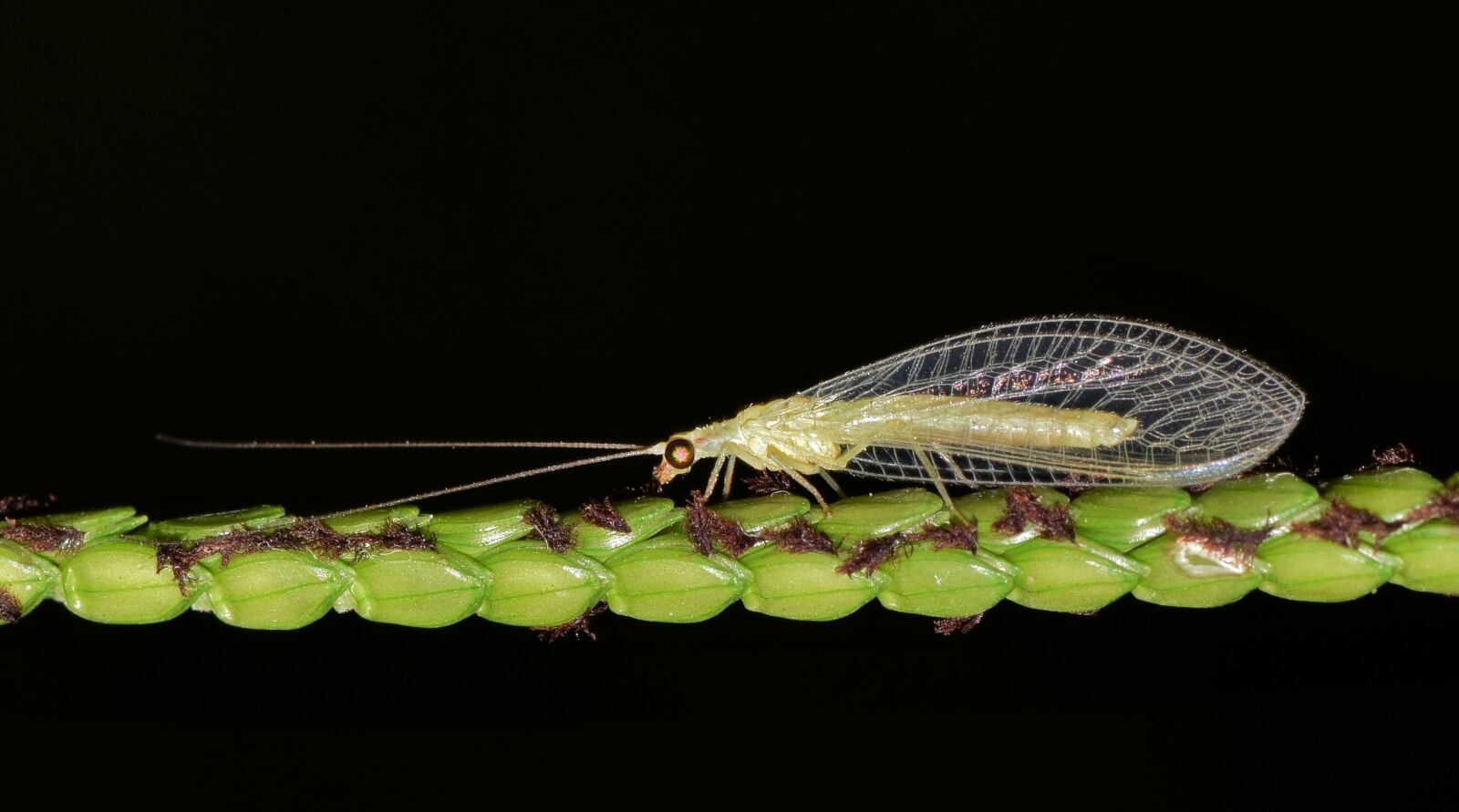 Nikon D5300 sample photo. Green lacewing, lacewing, common photography